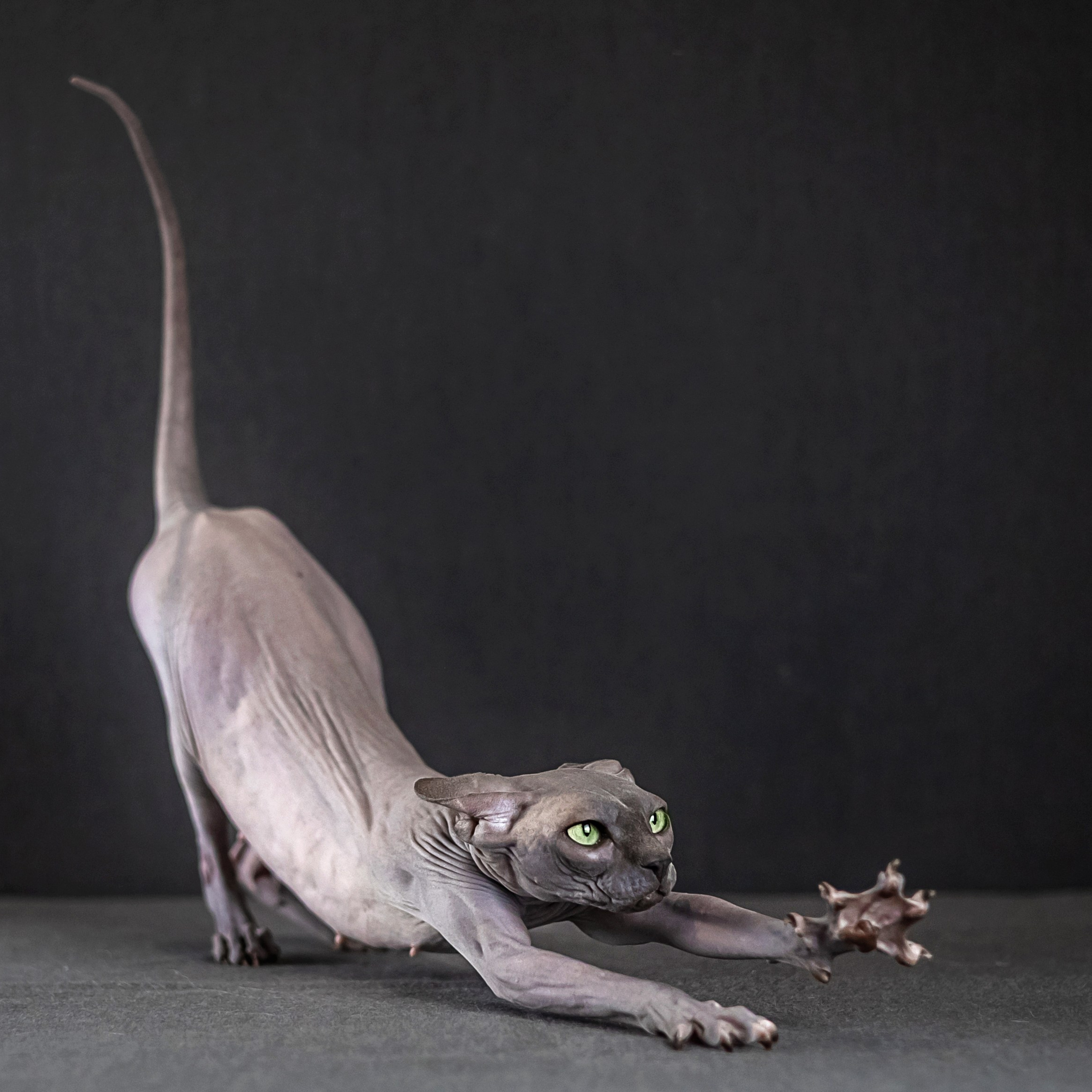 Голубая киса сфинкс