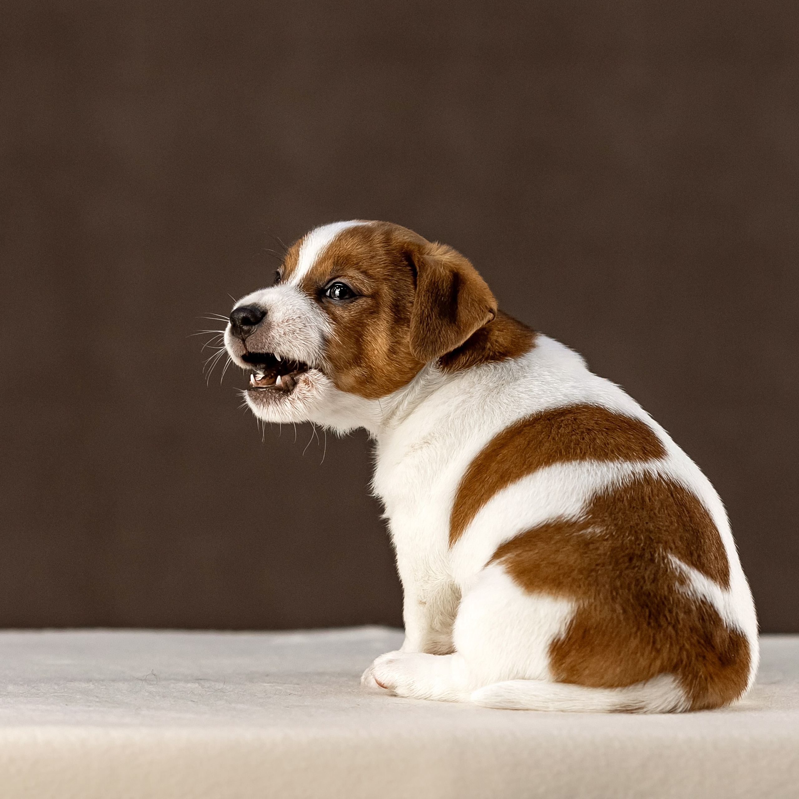 Джек расселы