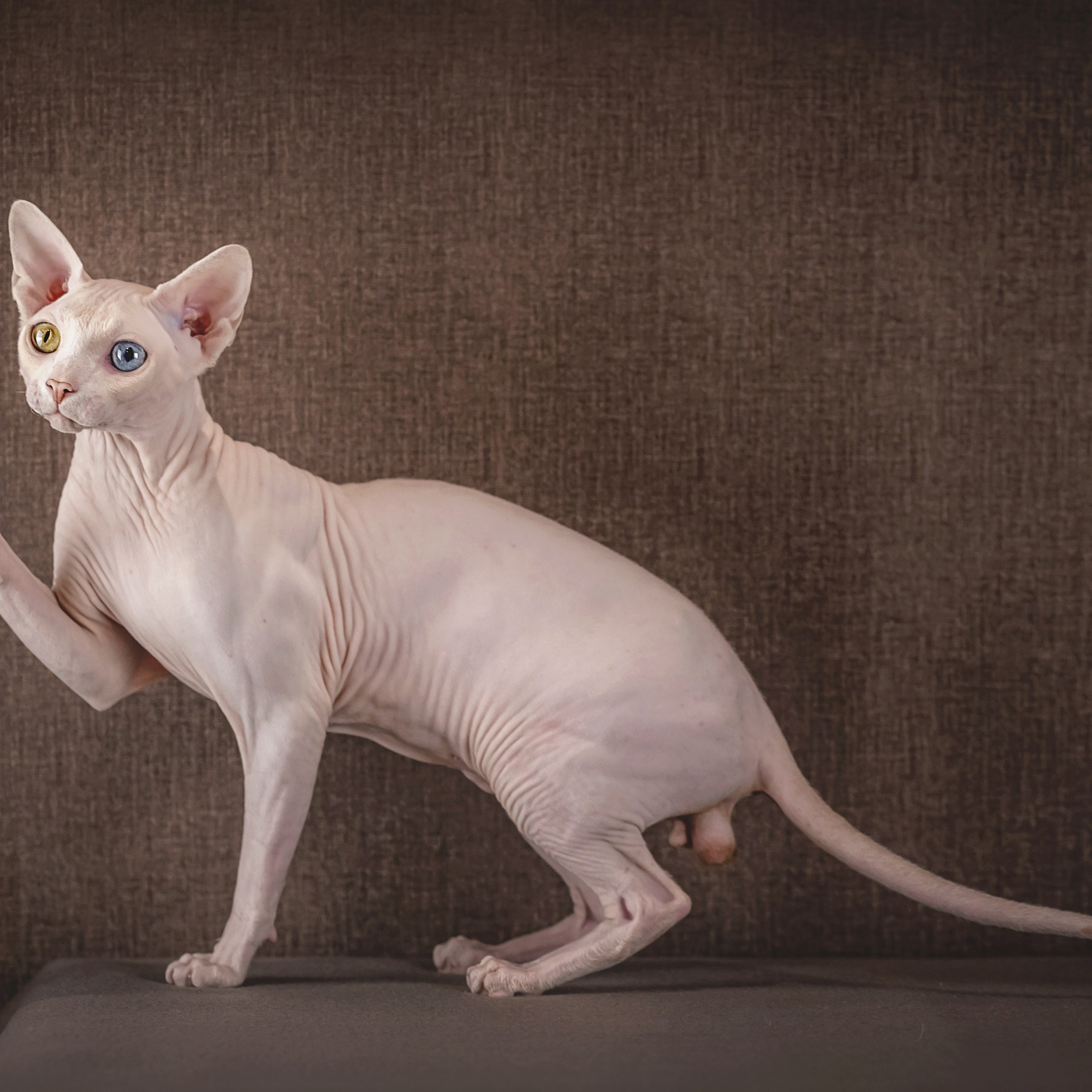 Сфинкс Арчи