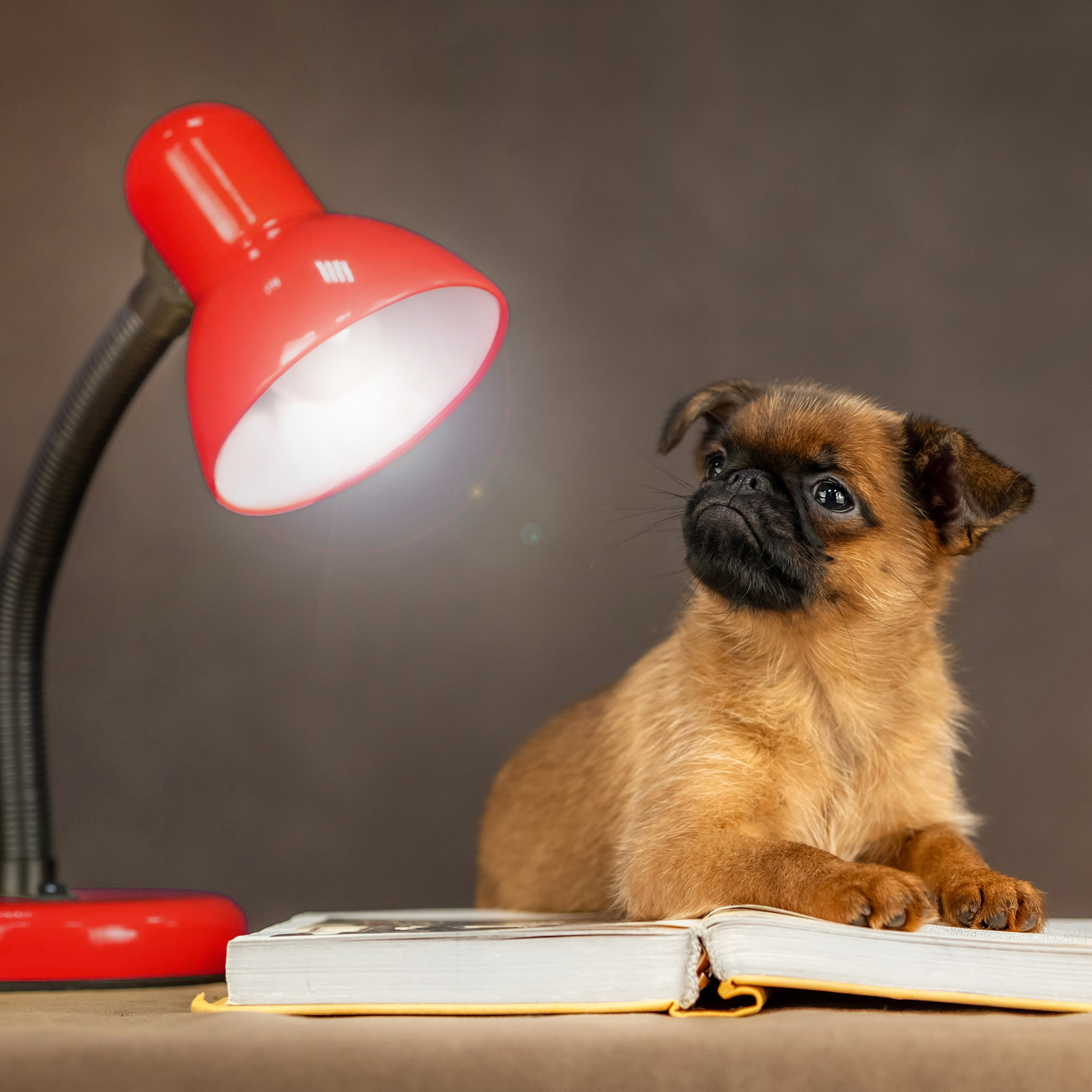 Гриффончики