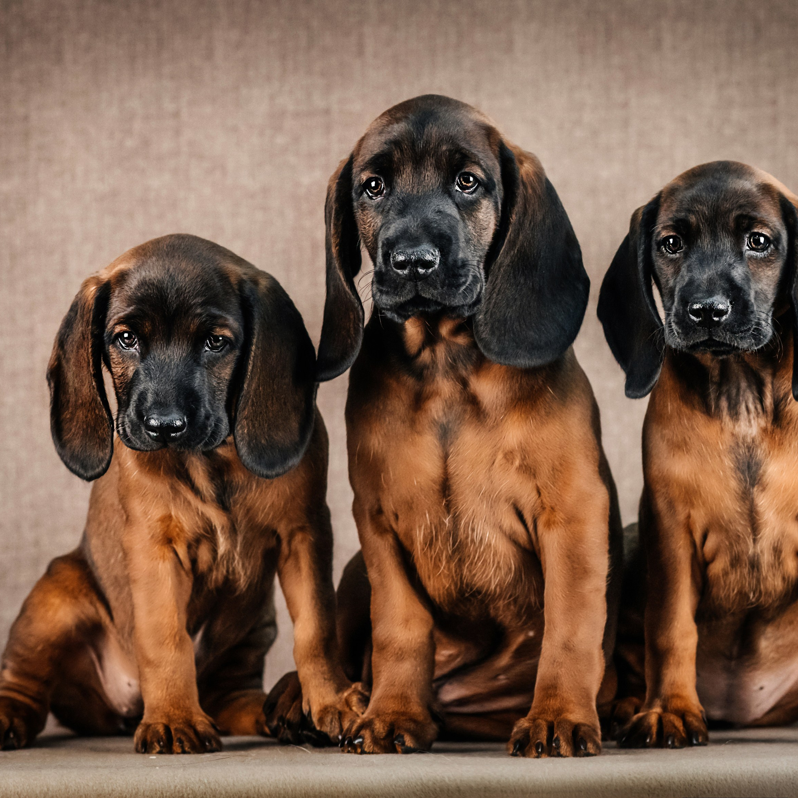 Баварские гончие