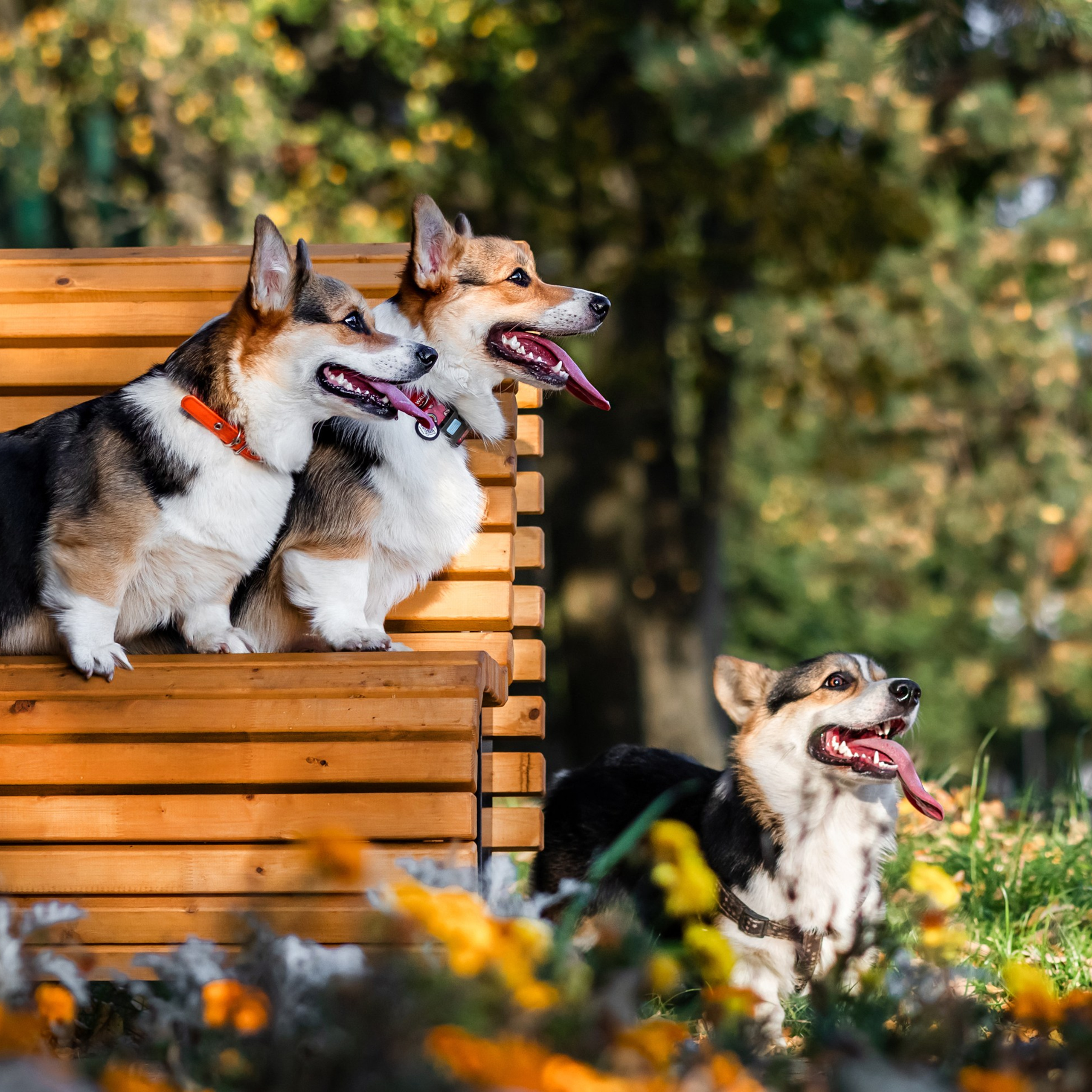 Коржики на Набережной