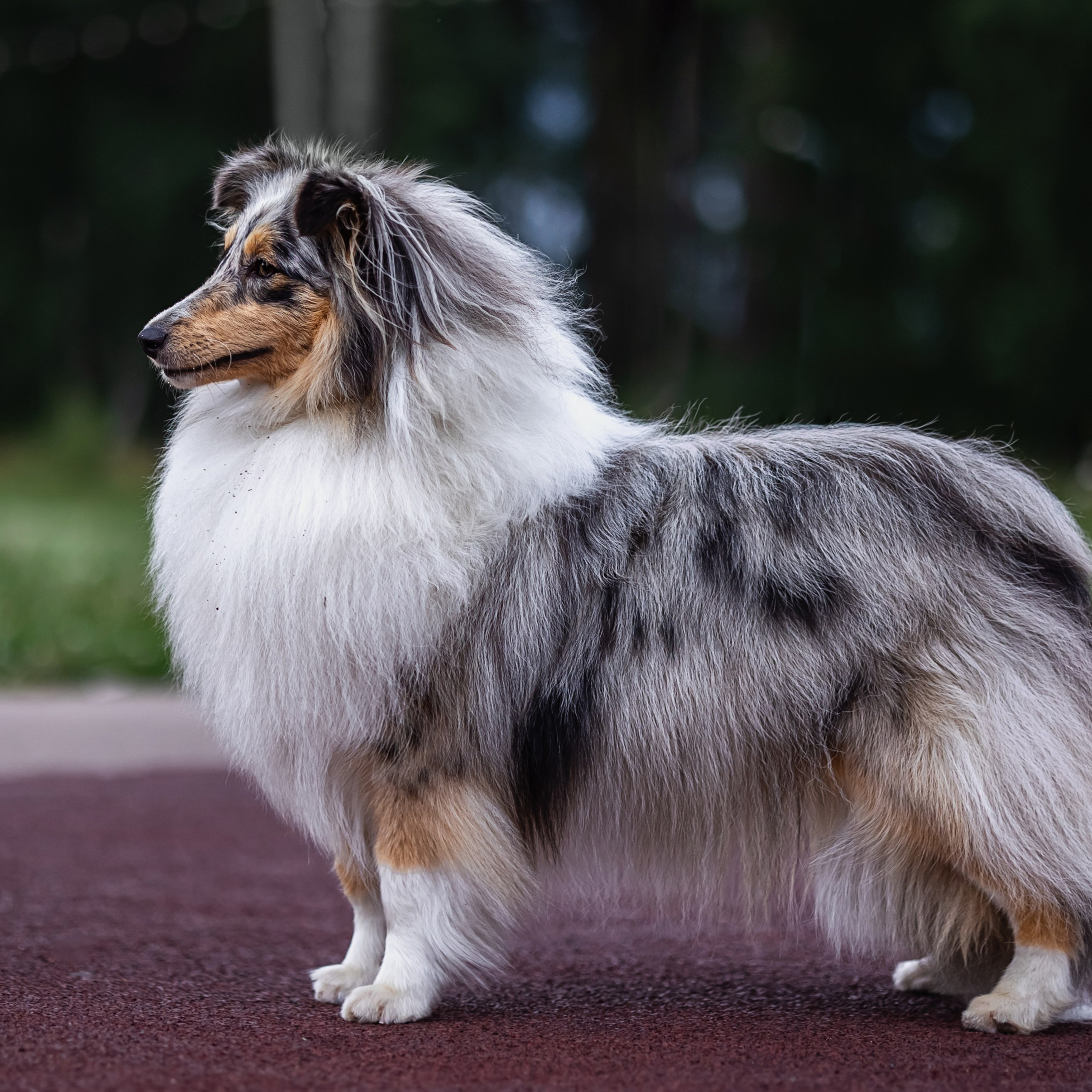 Шелти Мальвина и Марго