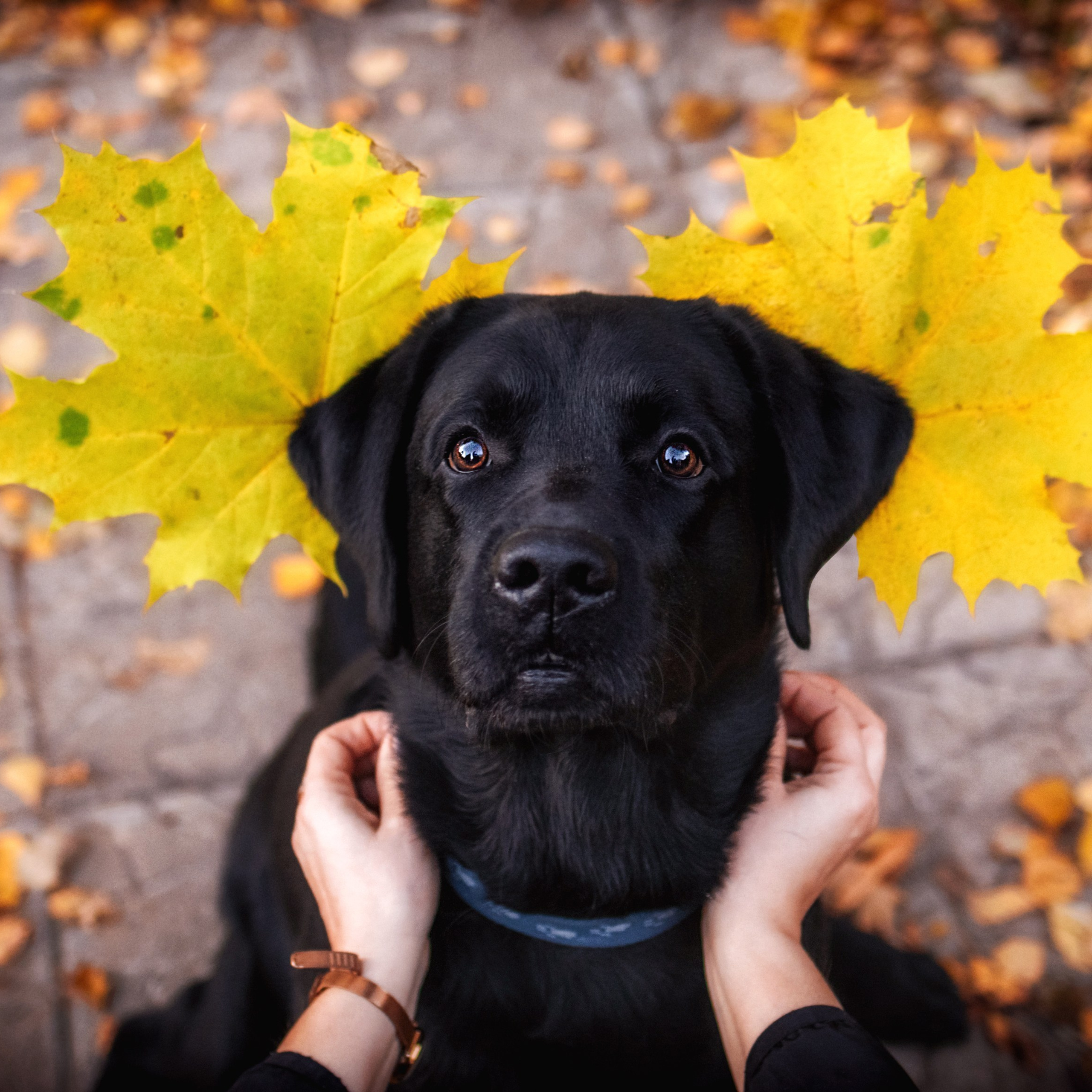 Оскар и его семья в парке