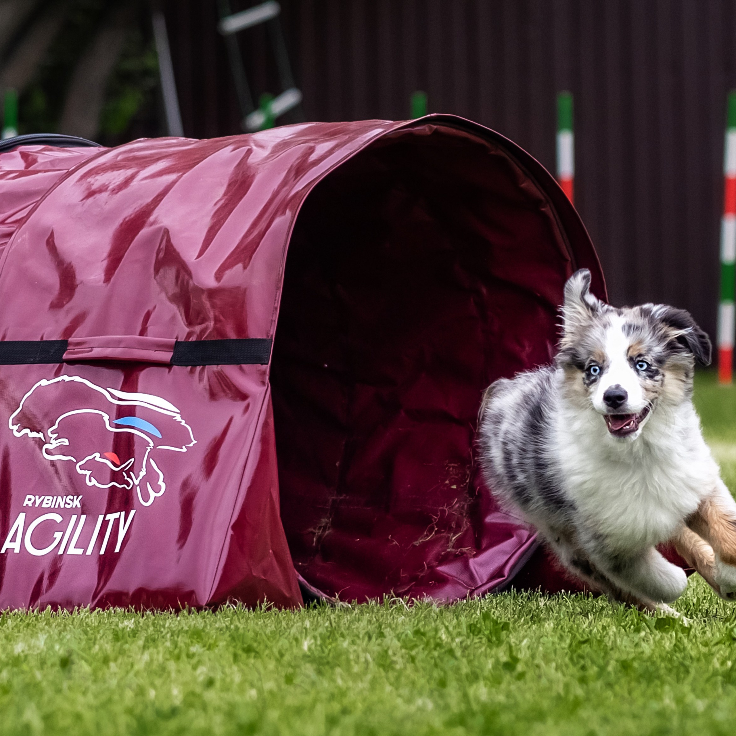 Аджилити Рыбинск