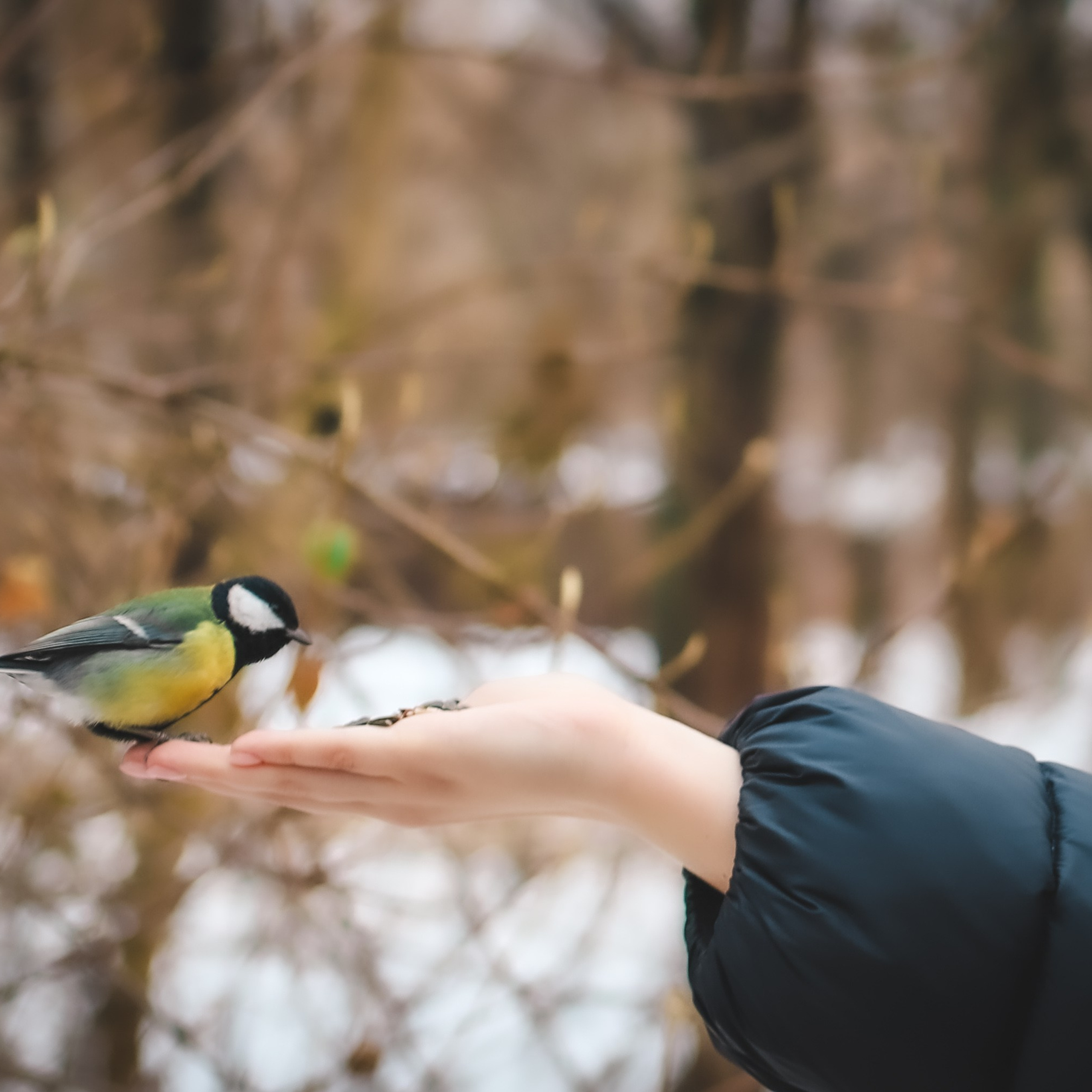 Московская птичка