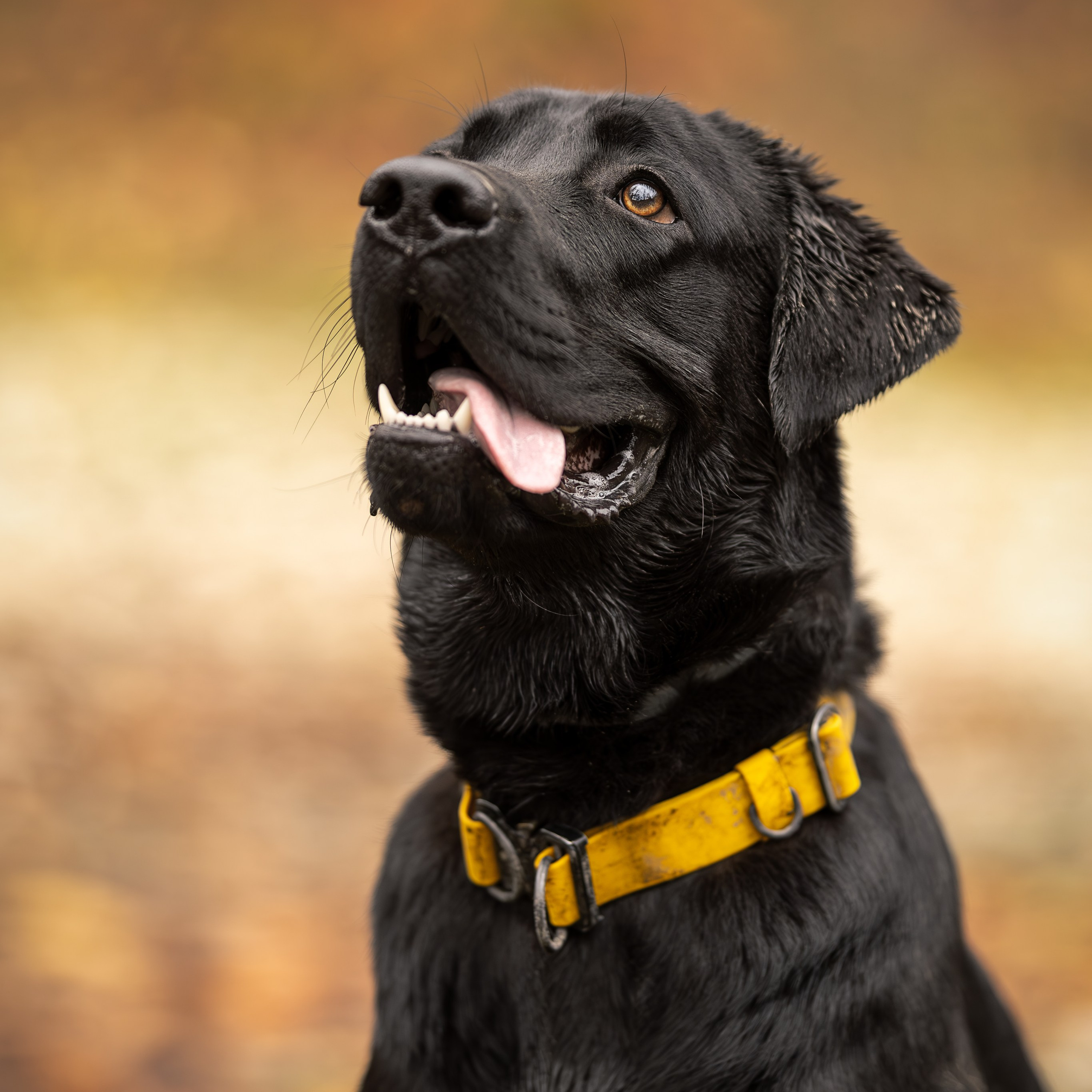 Отзывы. Ирина Голомб|Фотограф-анималист в  Сочи и Калининграде