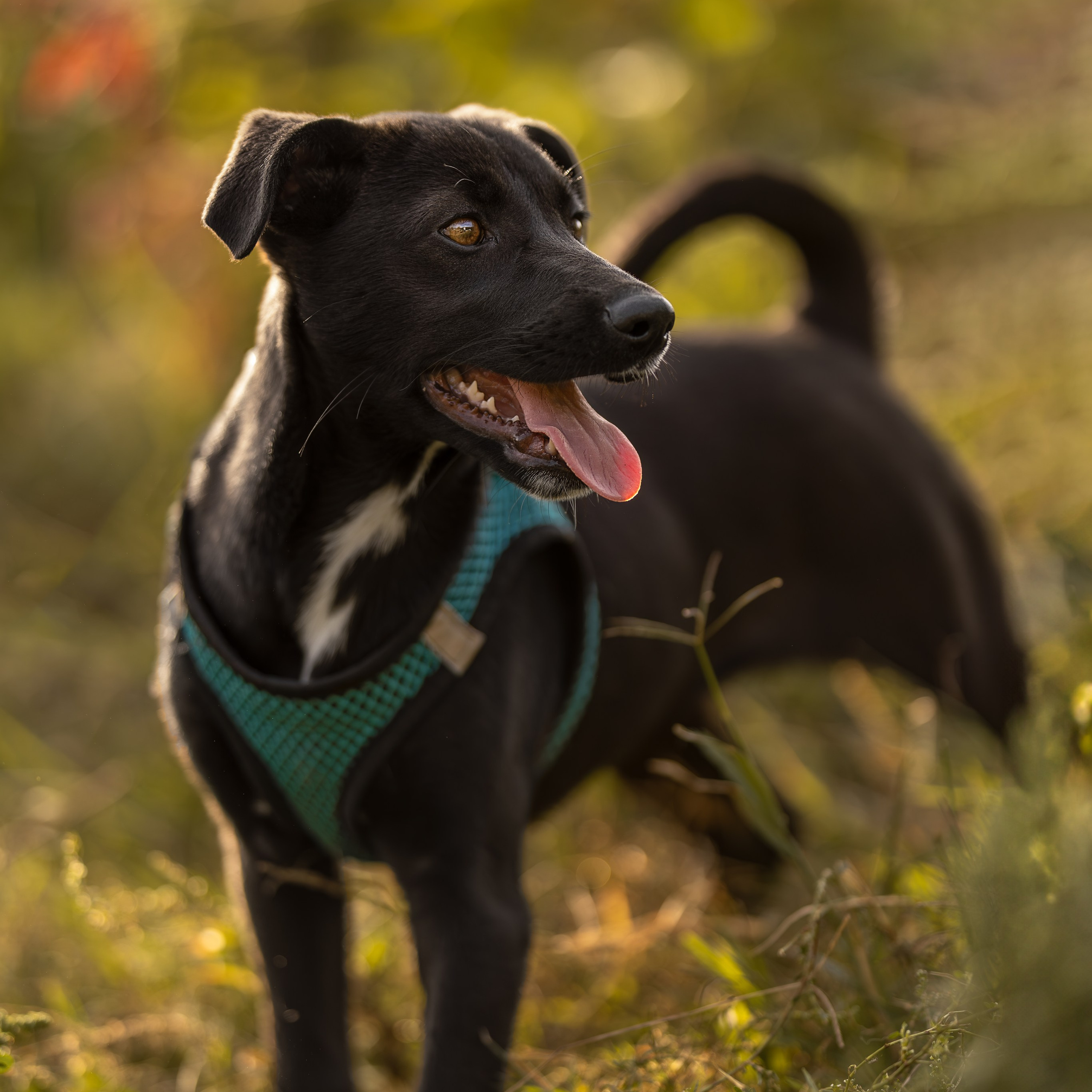 Отзывы. Ирина Голомб|Фотограф-анималист в  Сочи и Калининграде