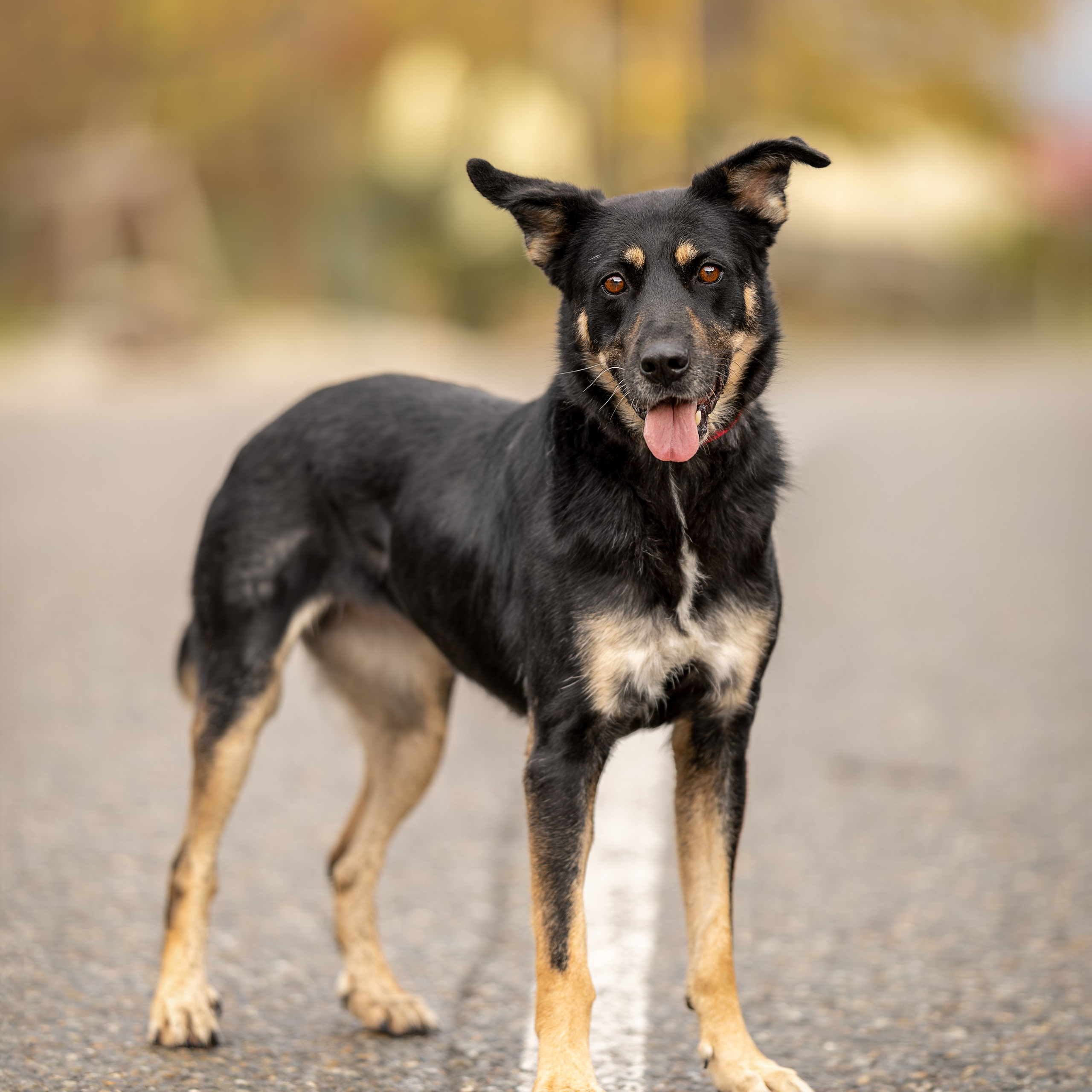 Отзывы. Ирина Голомб|Фотограф-анималист в  Сочи и Калининграде