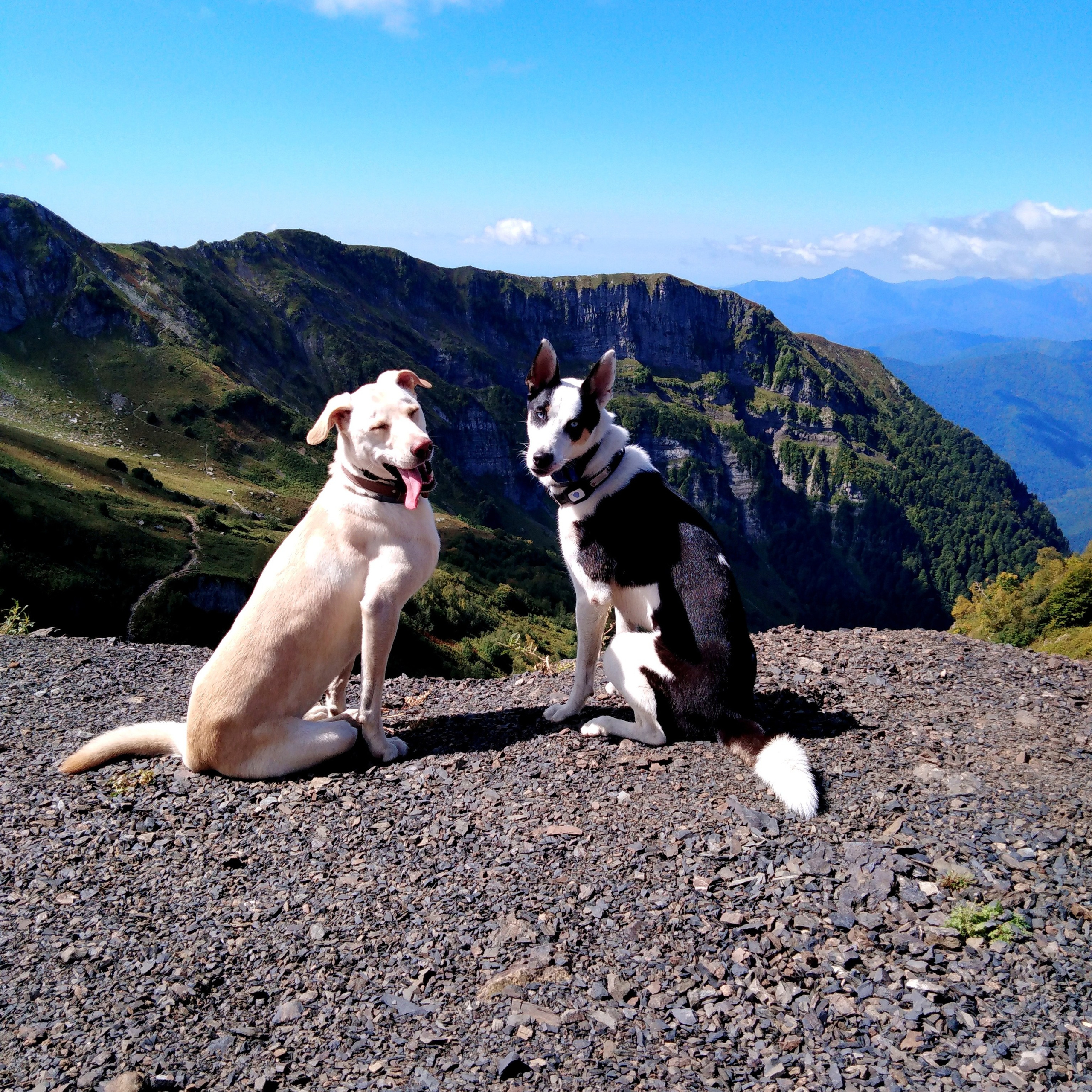 Отзывы. Ирина Голомб|Фотограф-анималист в  Сочи и Калининграде