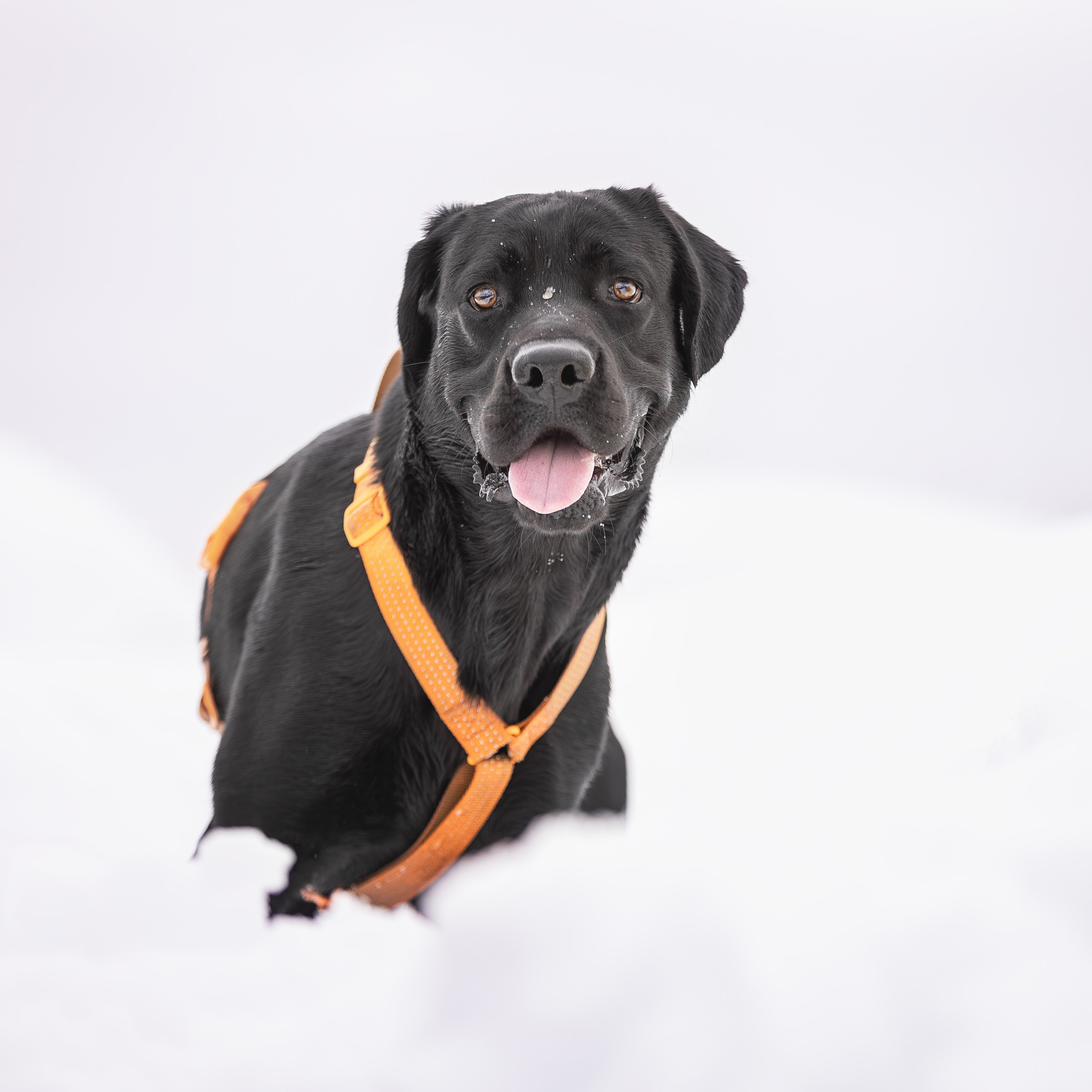 Отзывы. Ирина Голомб|Фотограф-анималист в  Сочи и Калининграде