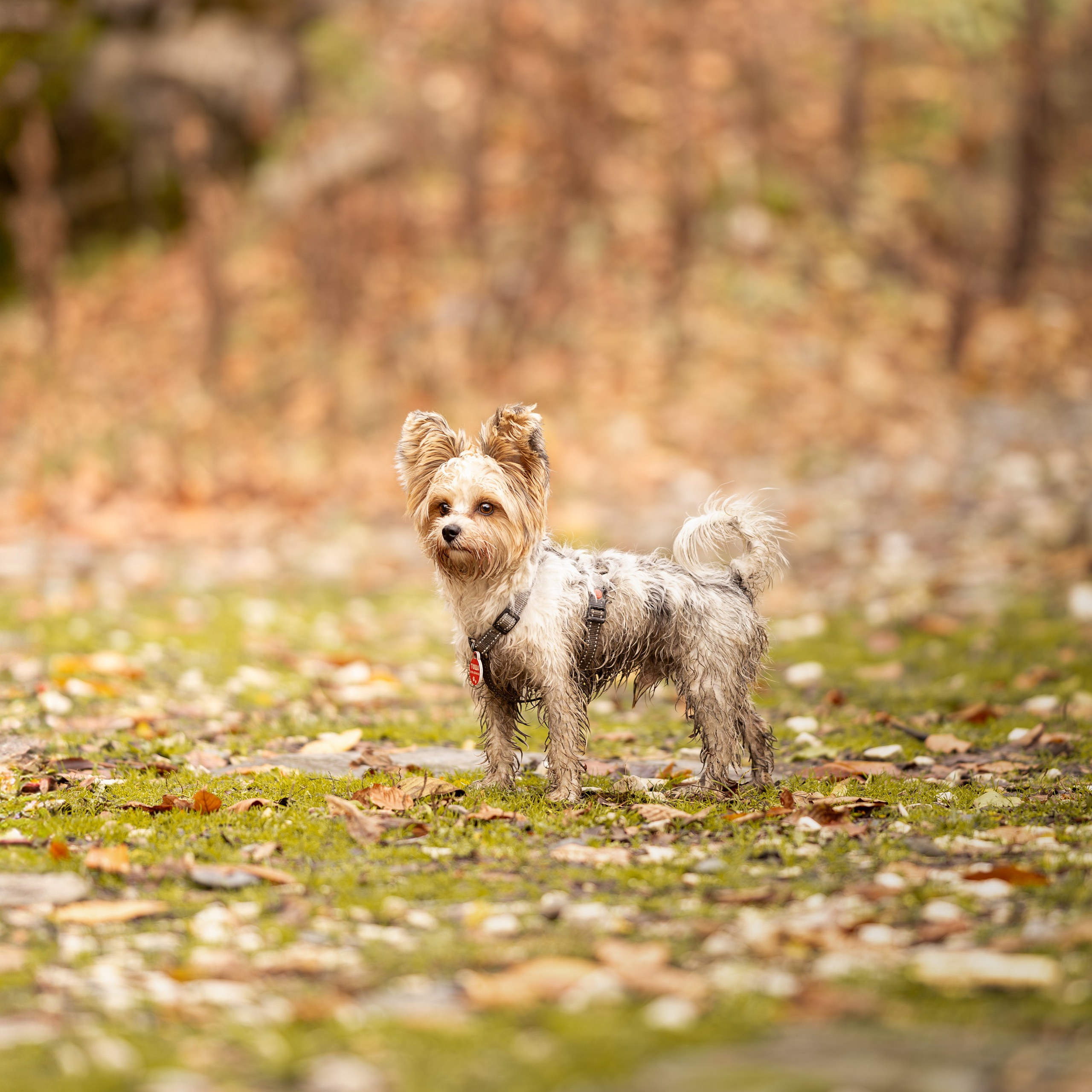 Отзывы. Ирина Голомб|Фотограф-анималист в  Сочи и Калининграде
