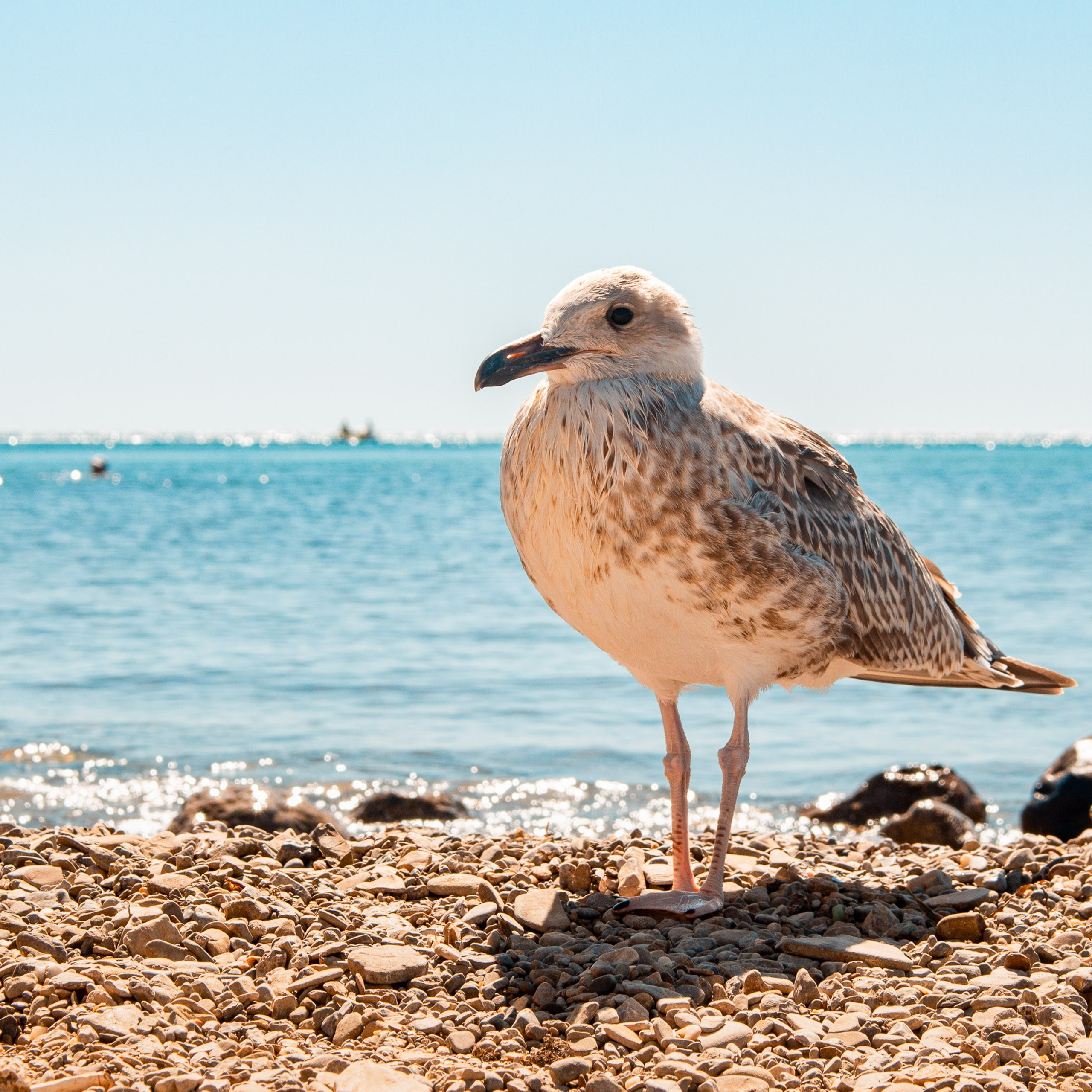 Крым. Видеограф Добромыслов