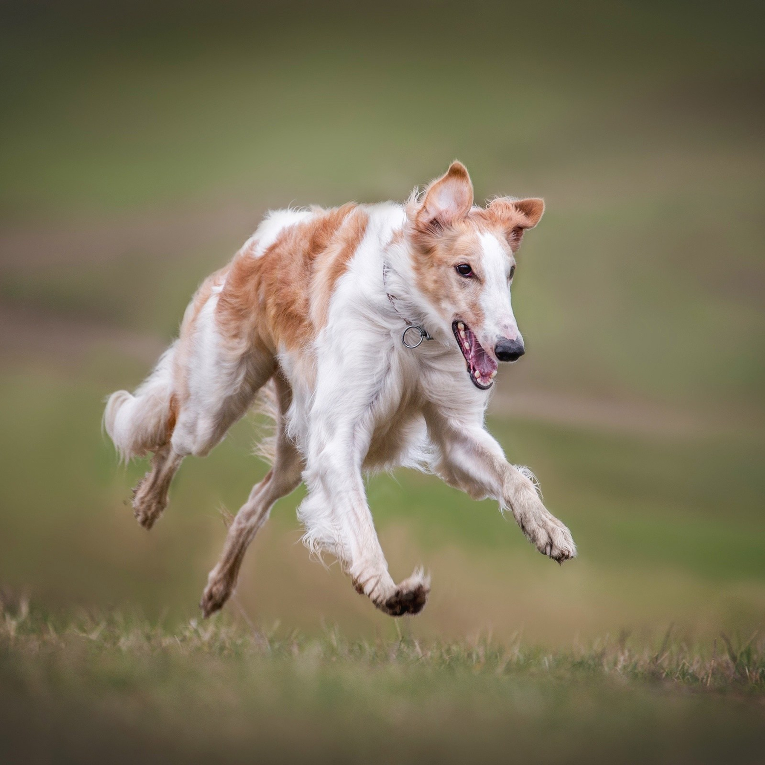 Собаки в движении