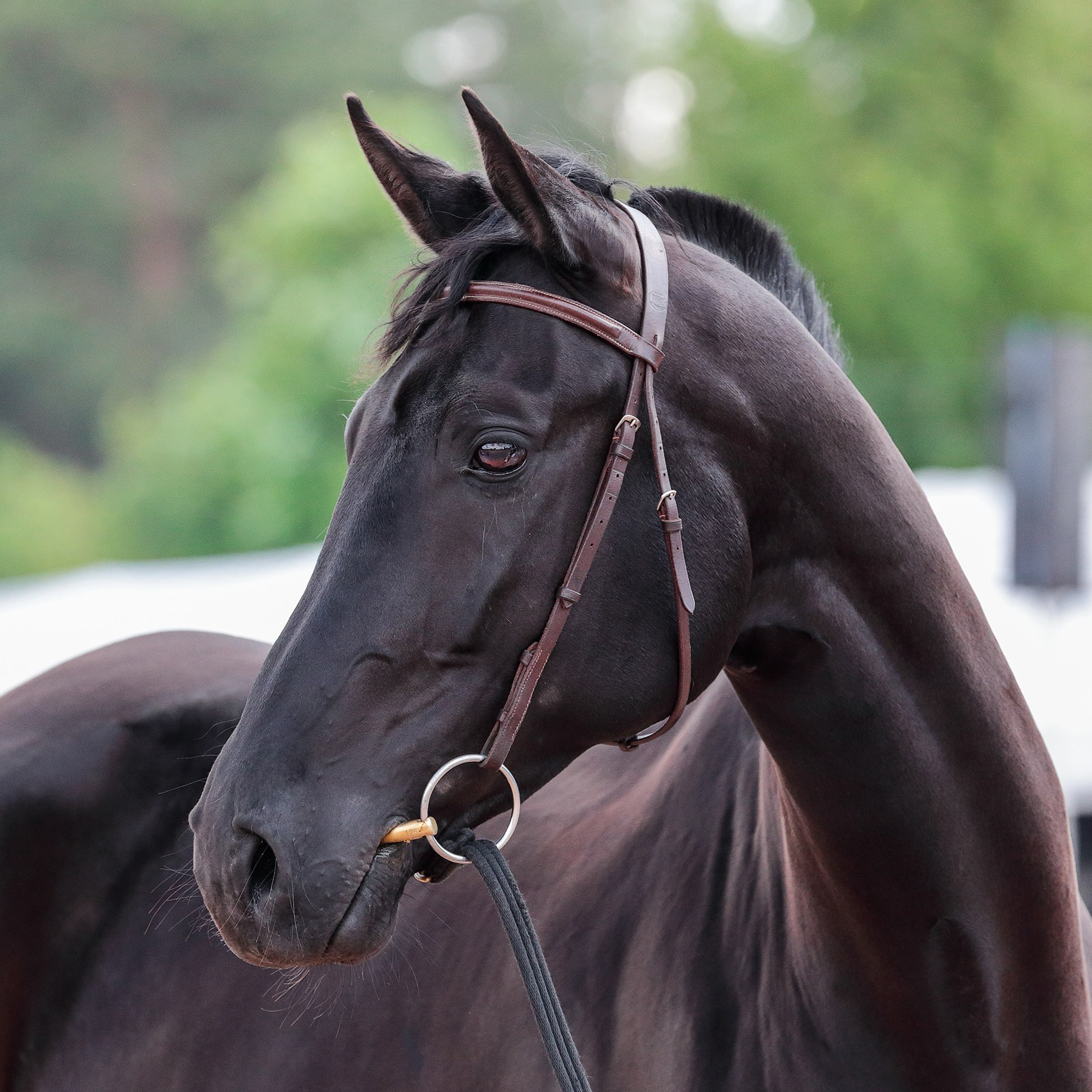 Иппосфера 2024