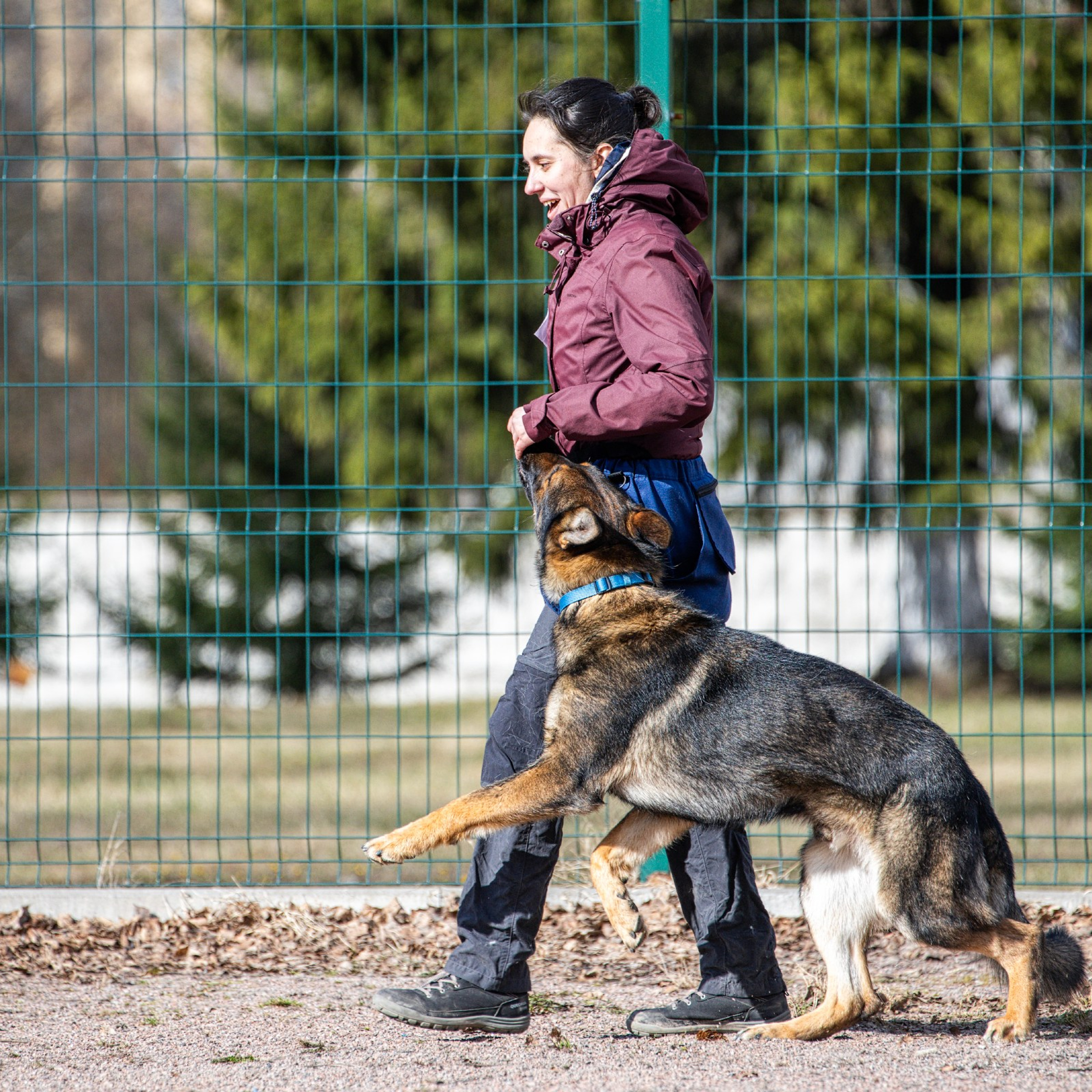 Соревнования «Пошагаем?» от школы дрессировки «Шаги»