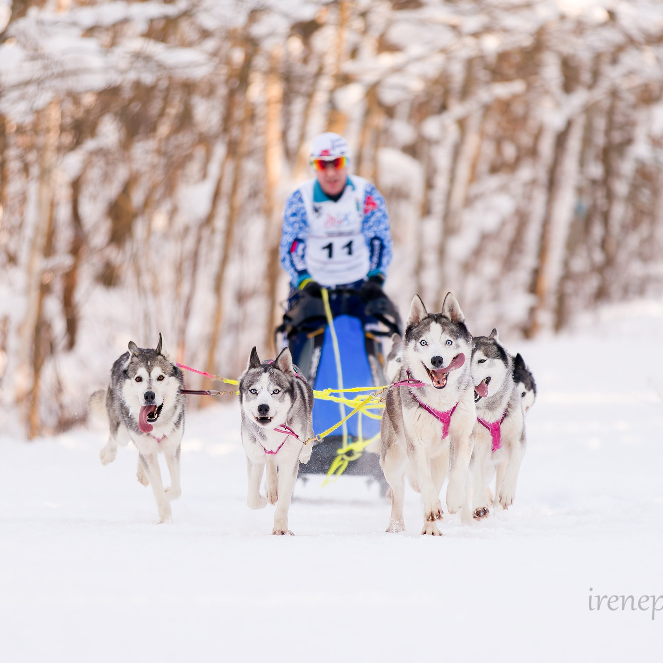 Чемпионат и Первенство Ленобласти — зима 2026