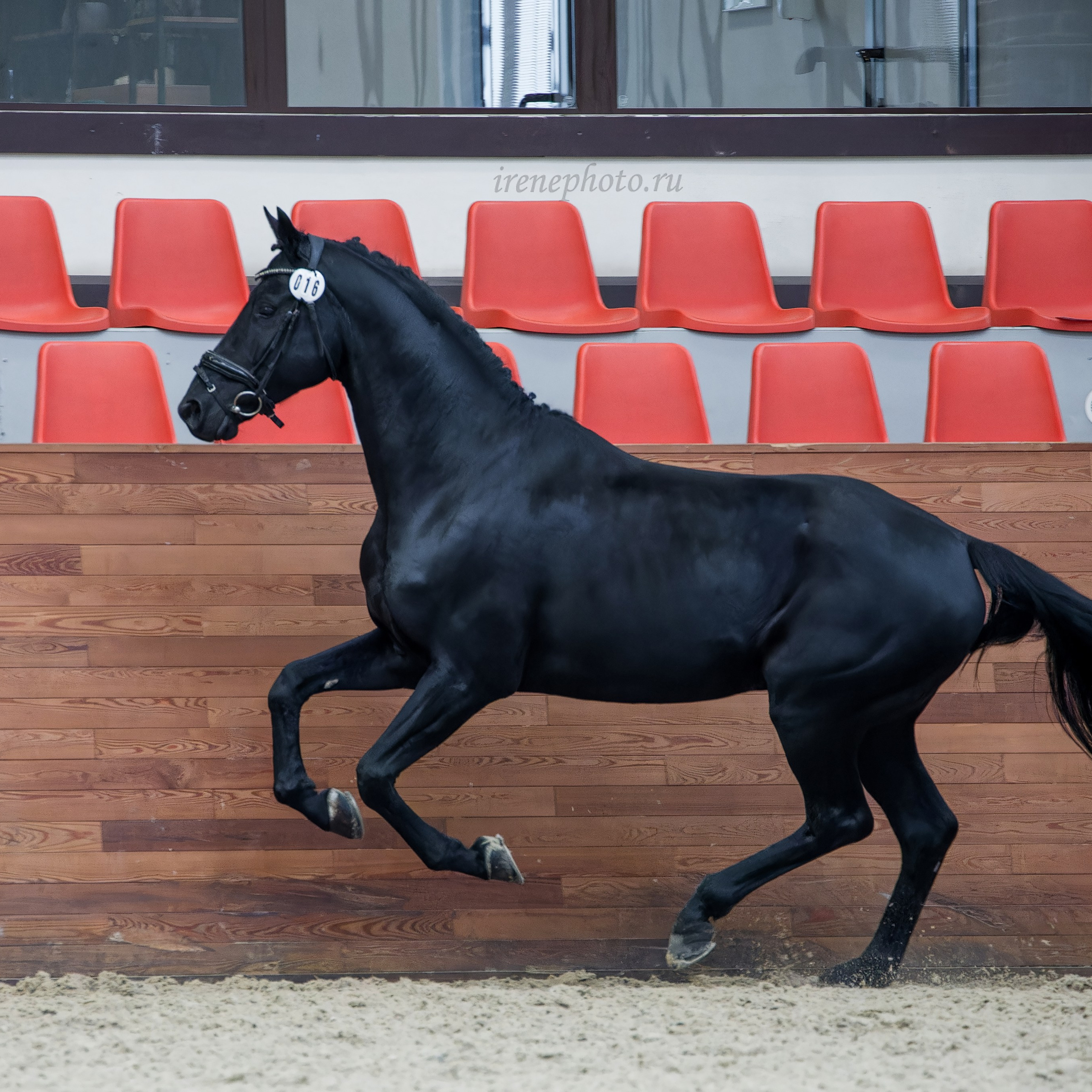 Конная Россия 2024 Оценка двигательных качеств