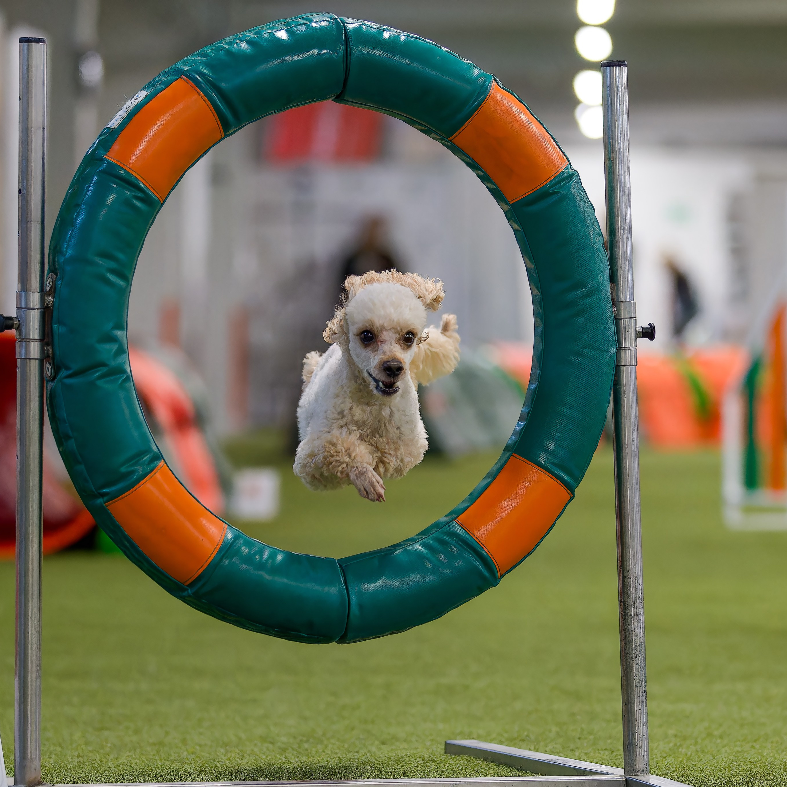 Кубок Пёсбурга 2025