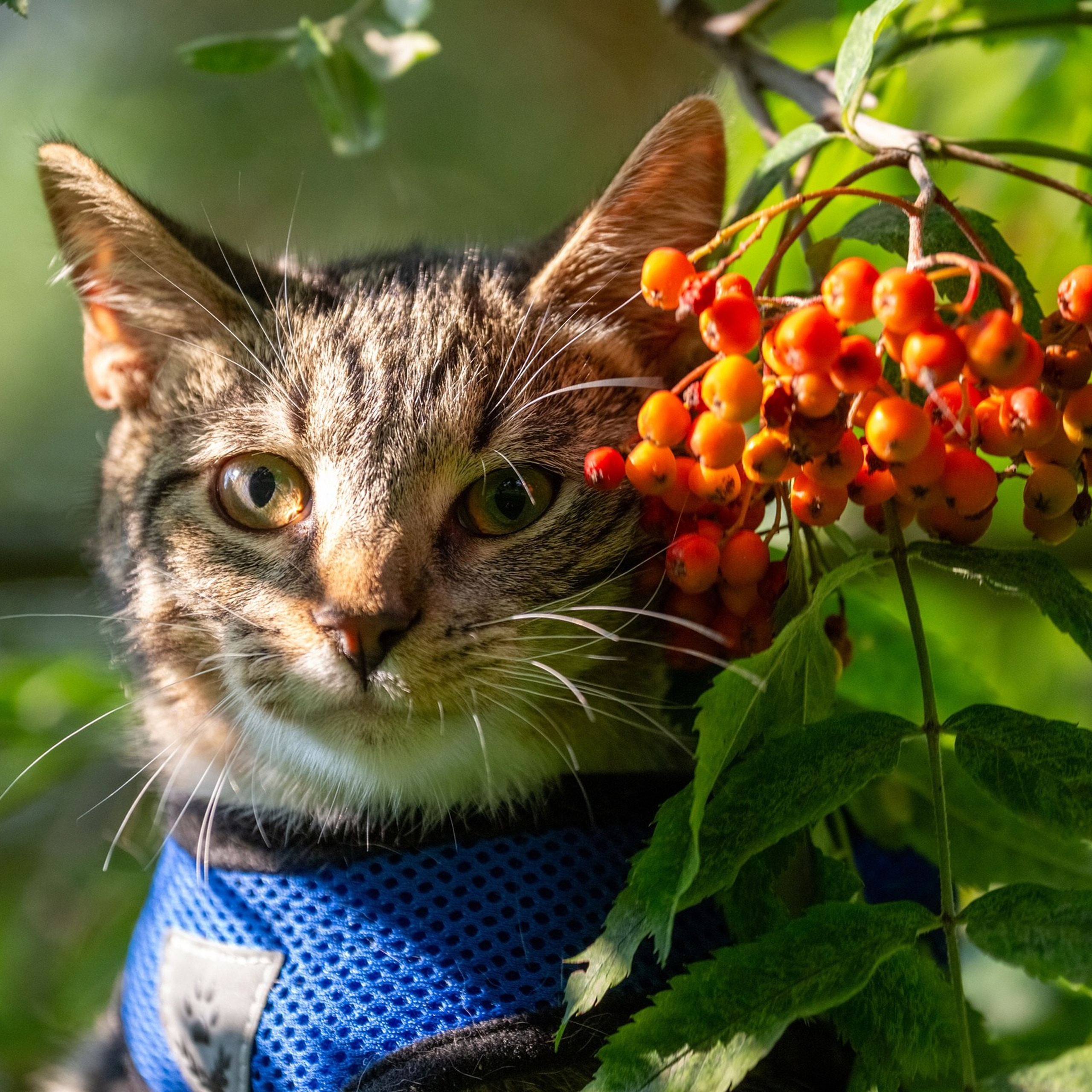 Кошки и котята в приютах