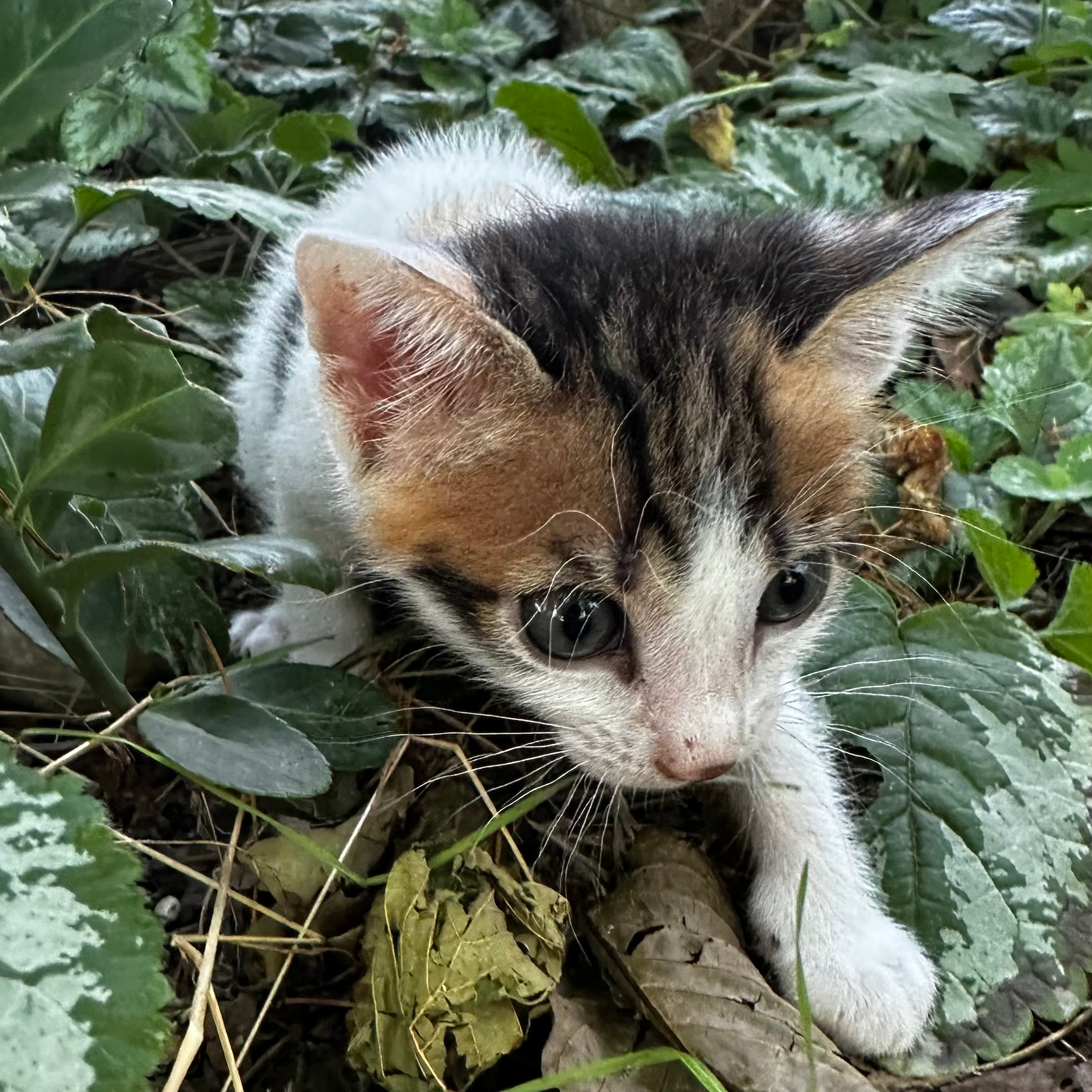 Отзывы. Семейный и свадебный фотограф в Севастополе Лиза Печенько