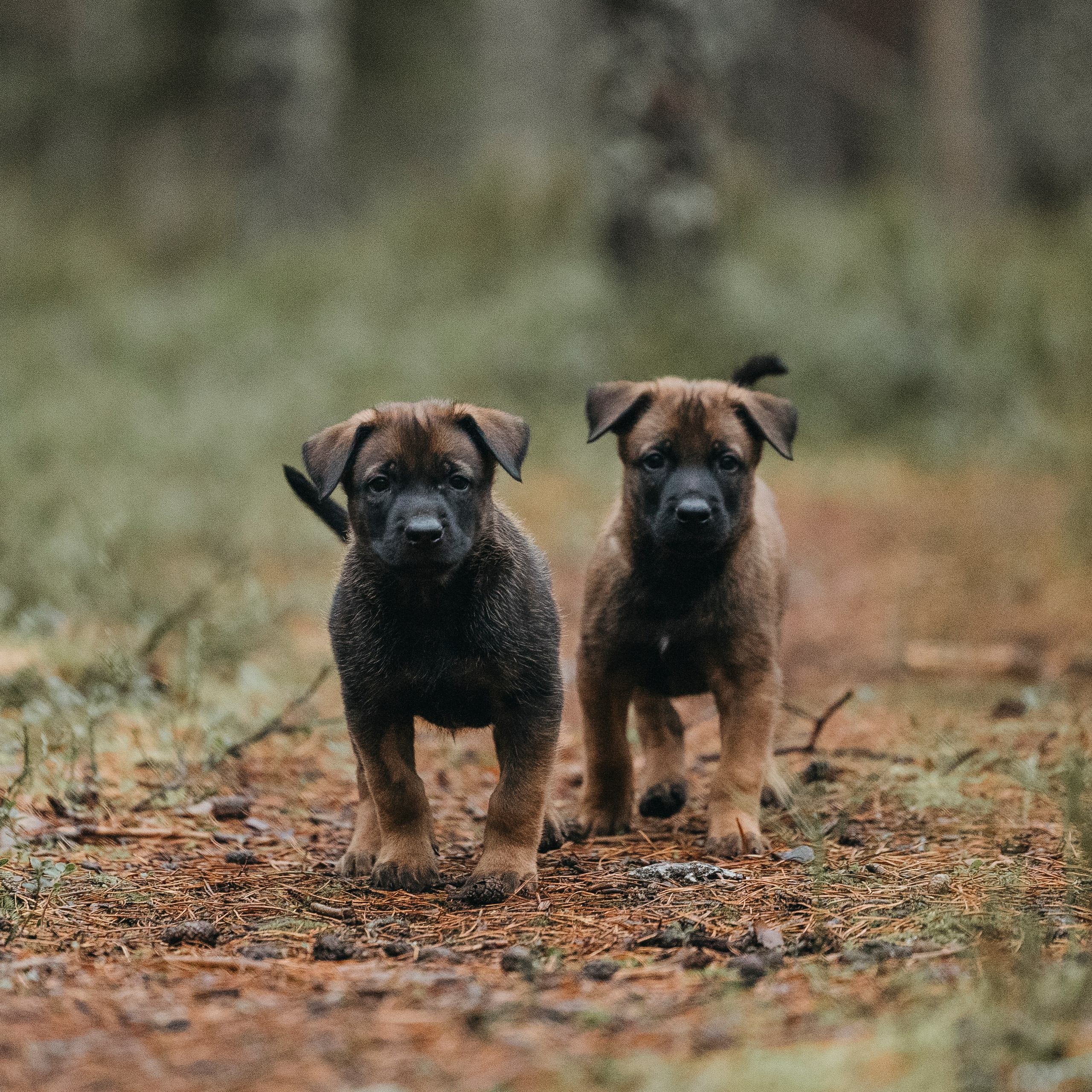 Фотограф-анималист Анна Маринич
