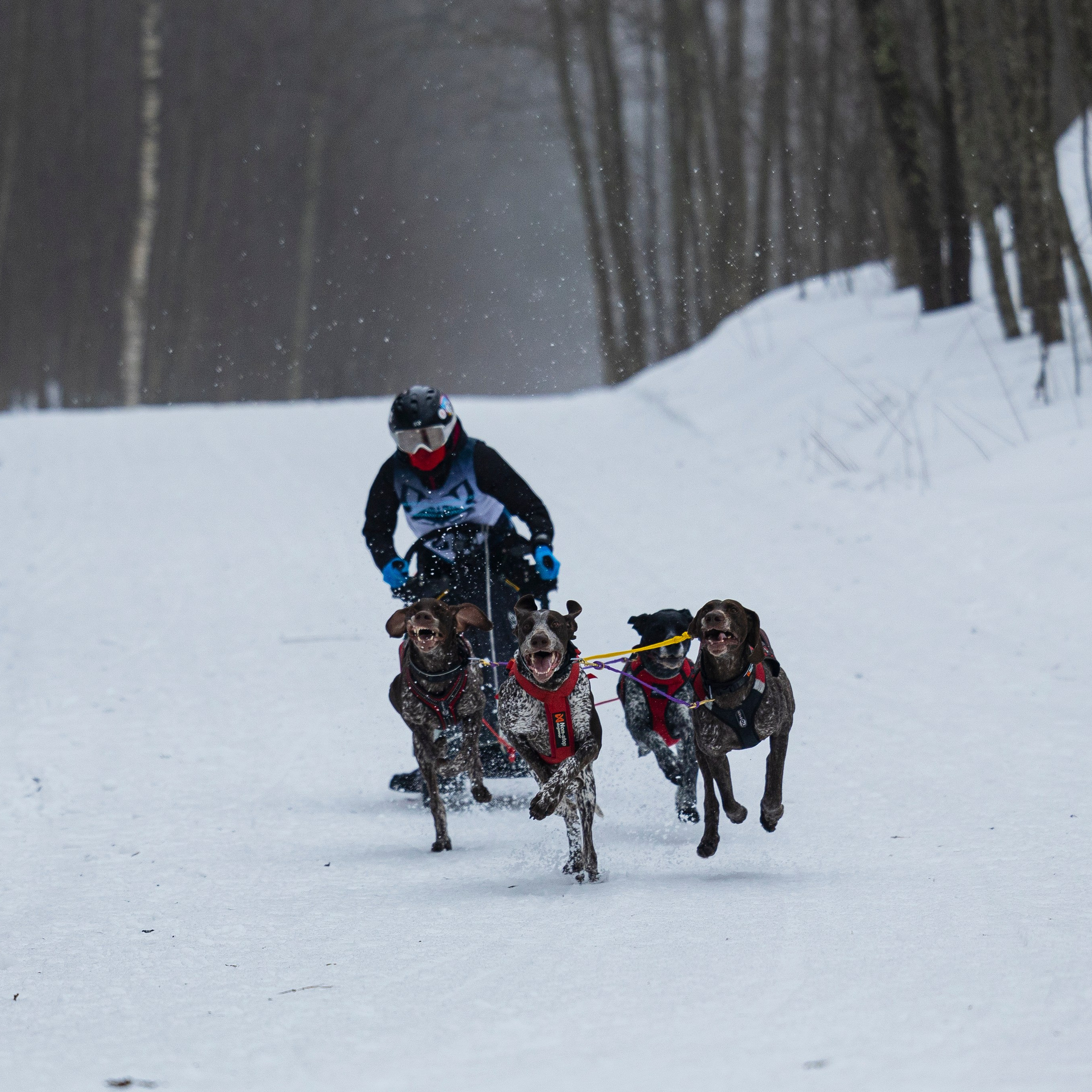 Фотограф-анималист Анна Маринич