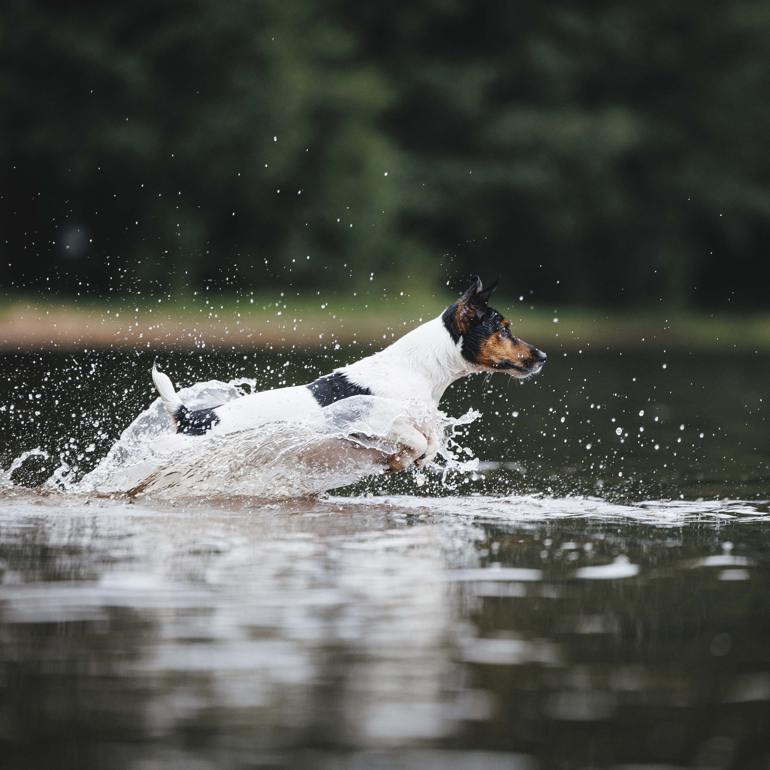 Ания и Ярик