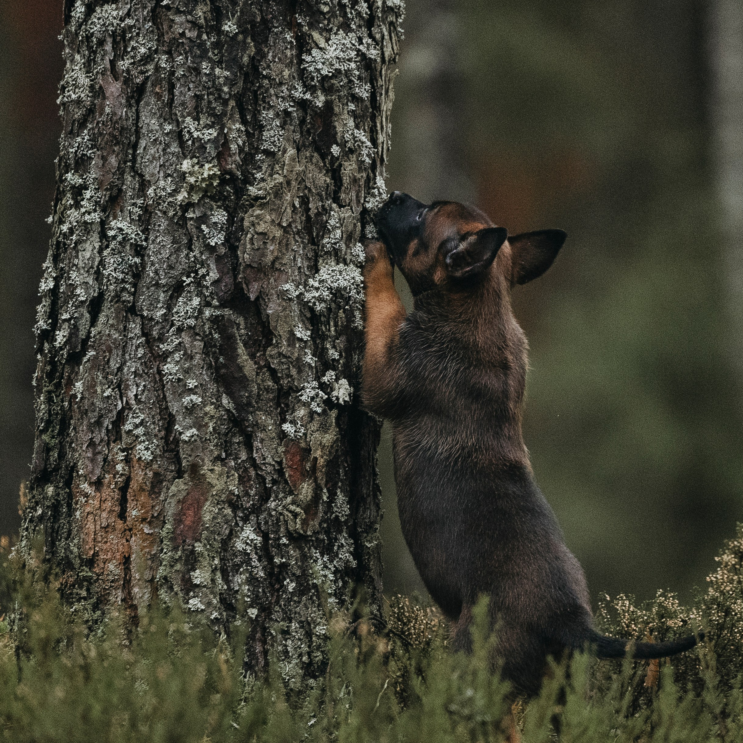 Фотограф-анималист Анна Маринич