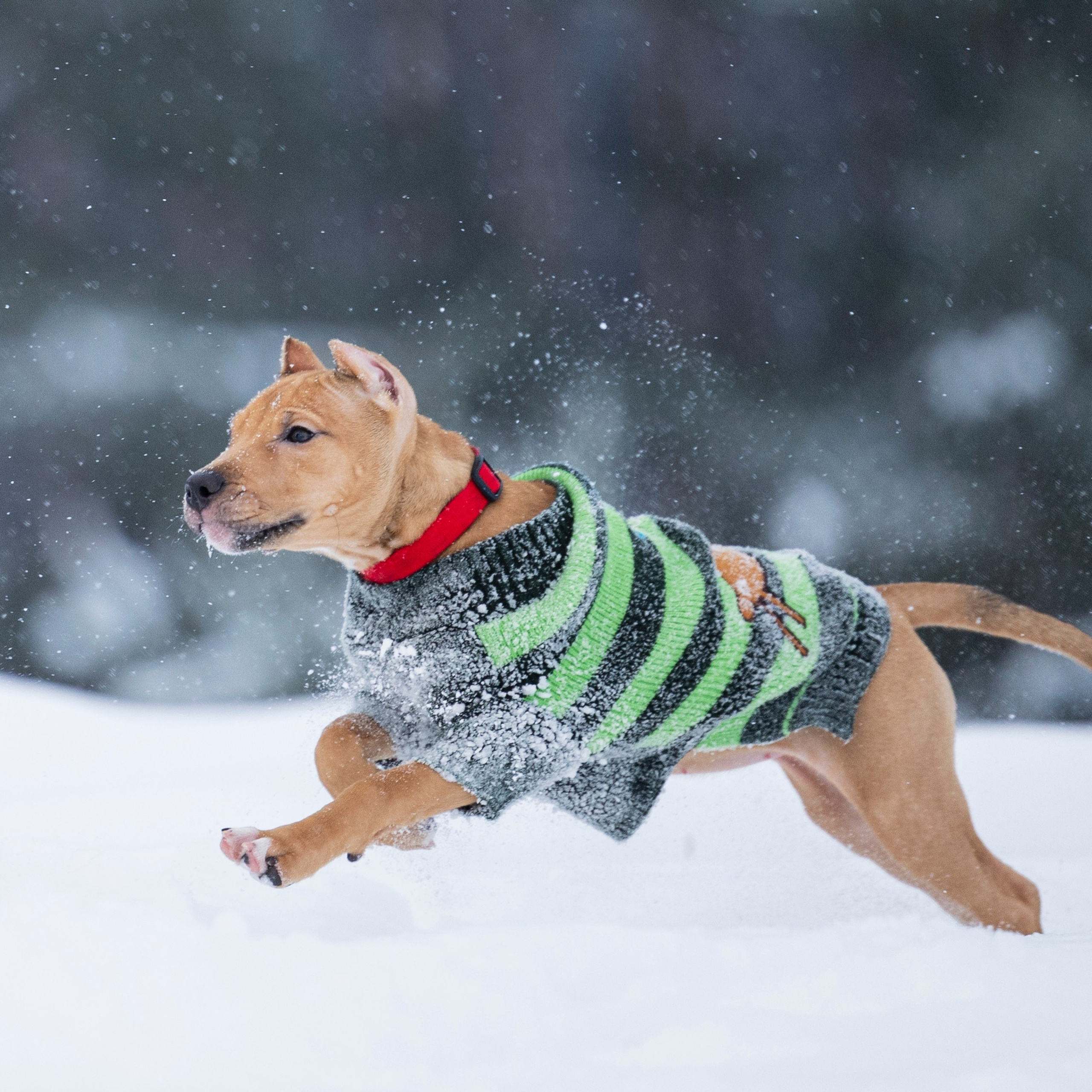 Фотограф-анималист Анна Маринич