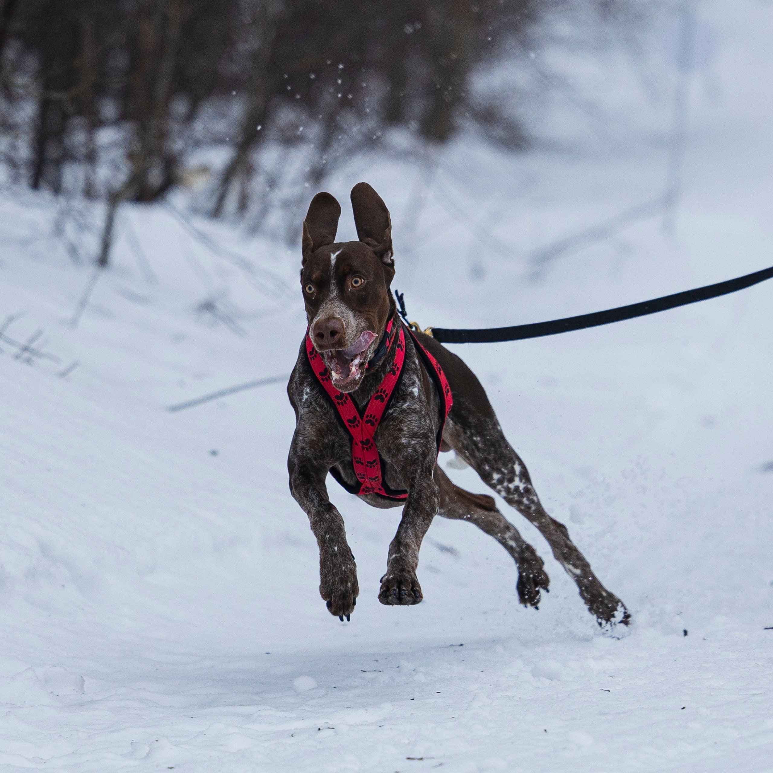 Отзывы. Фотограф-анималист Анна Маринич