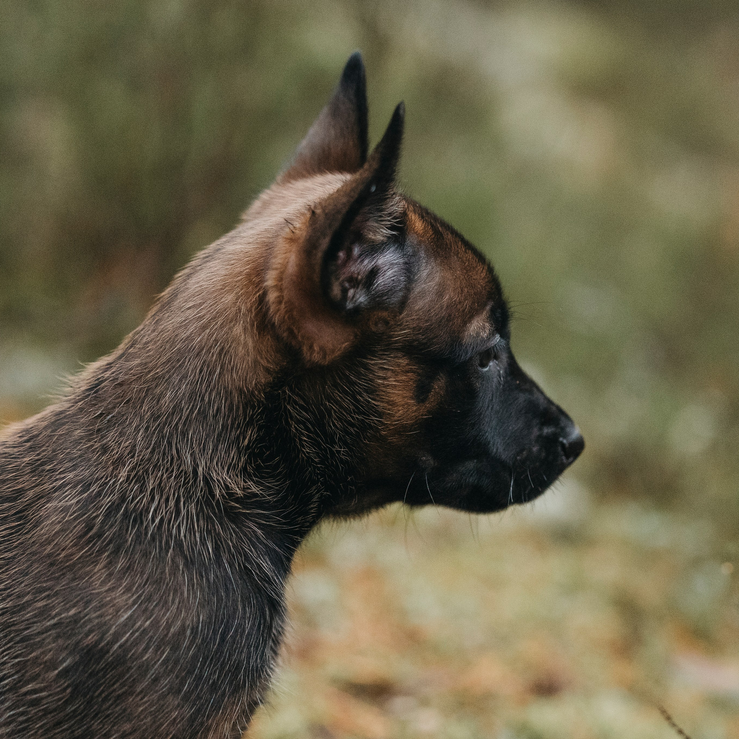 Фотограф-анималист Анна Маринич