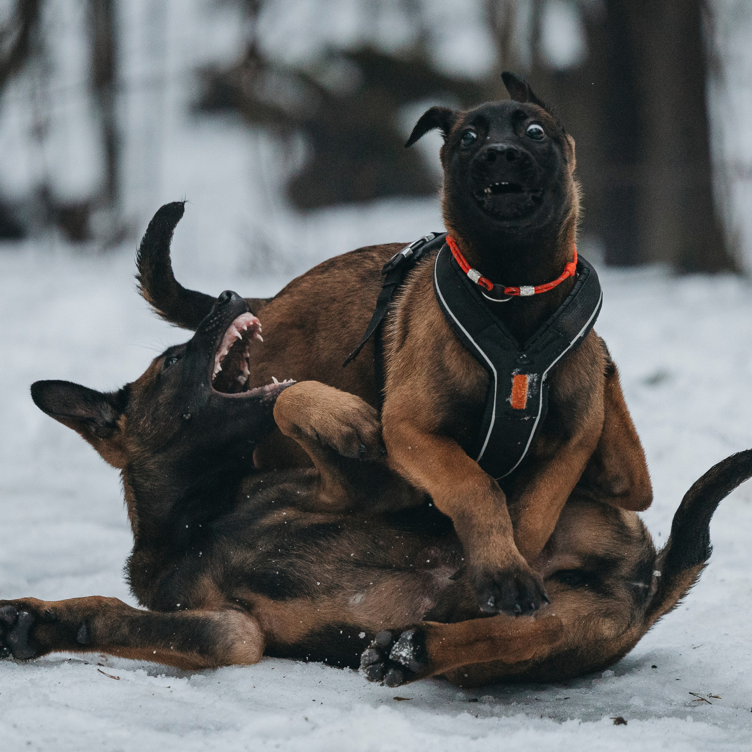 Фотограф-анималист Анна Маринич