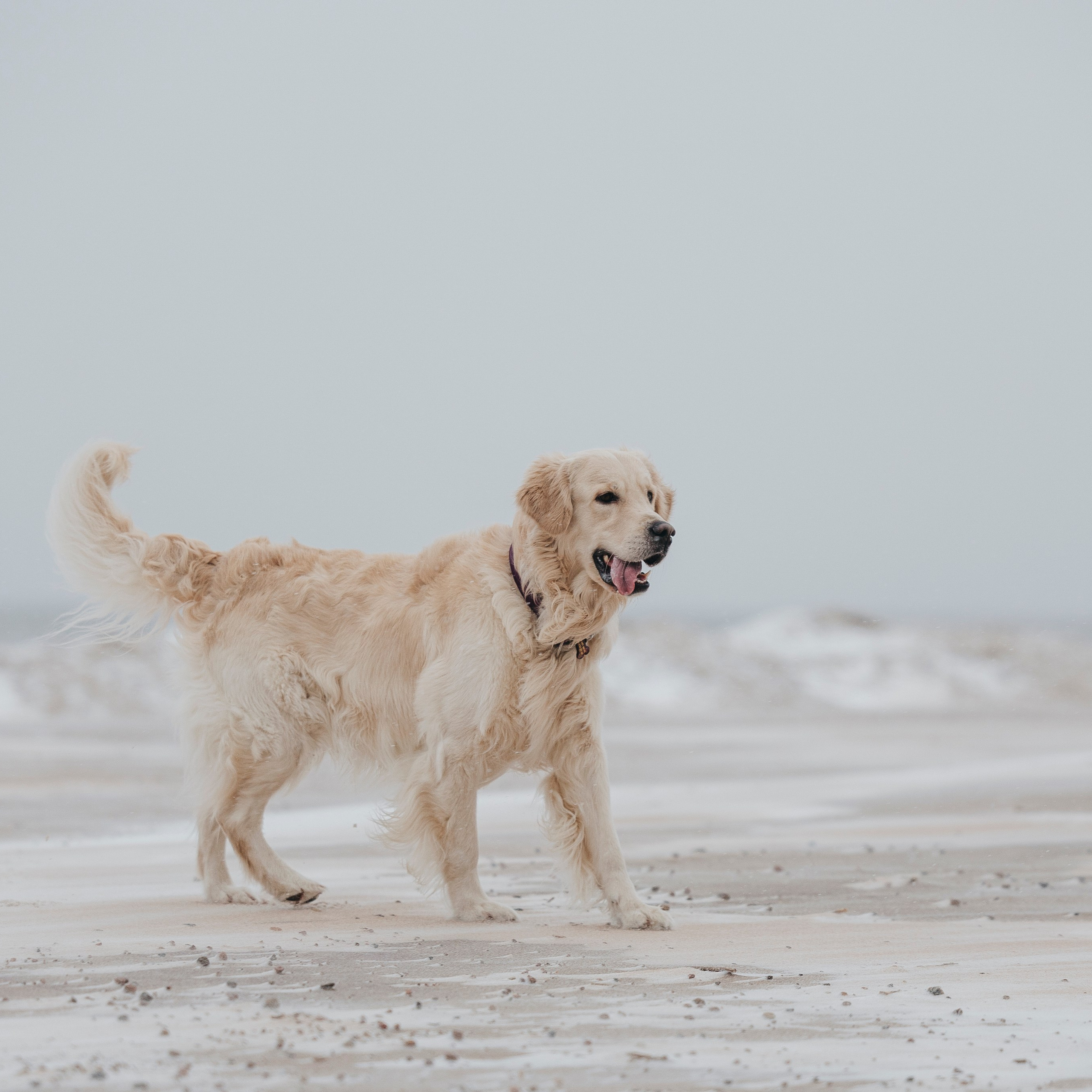 Фотограф-анималист Анна Маринич
