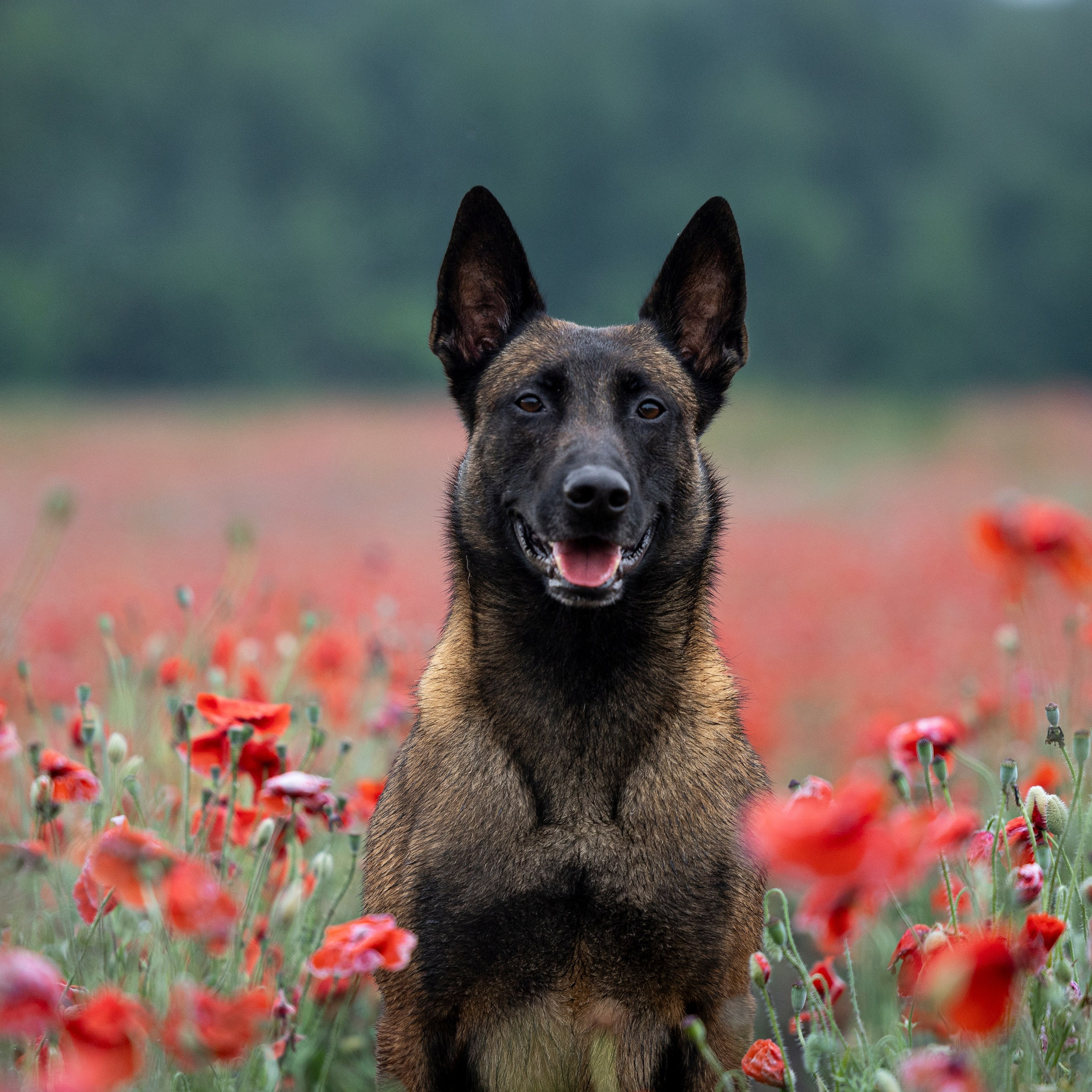 Маковое поле