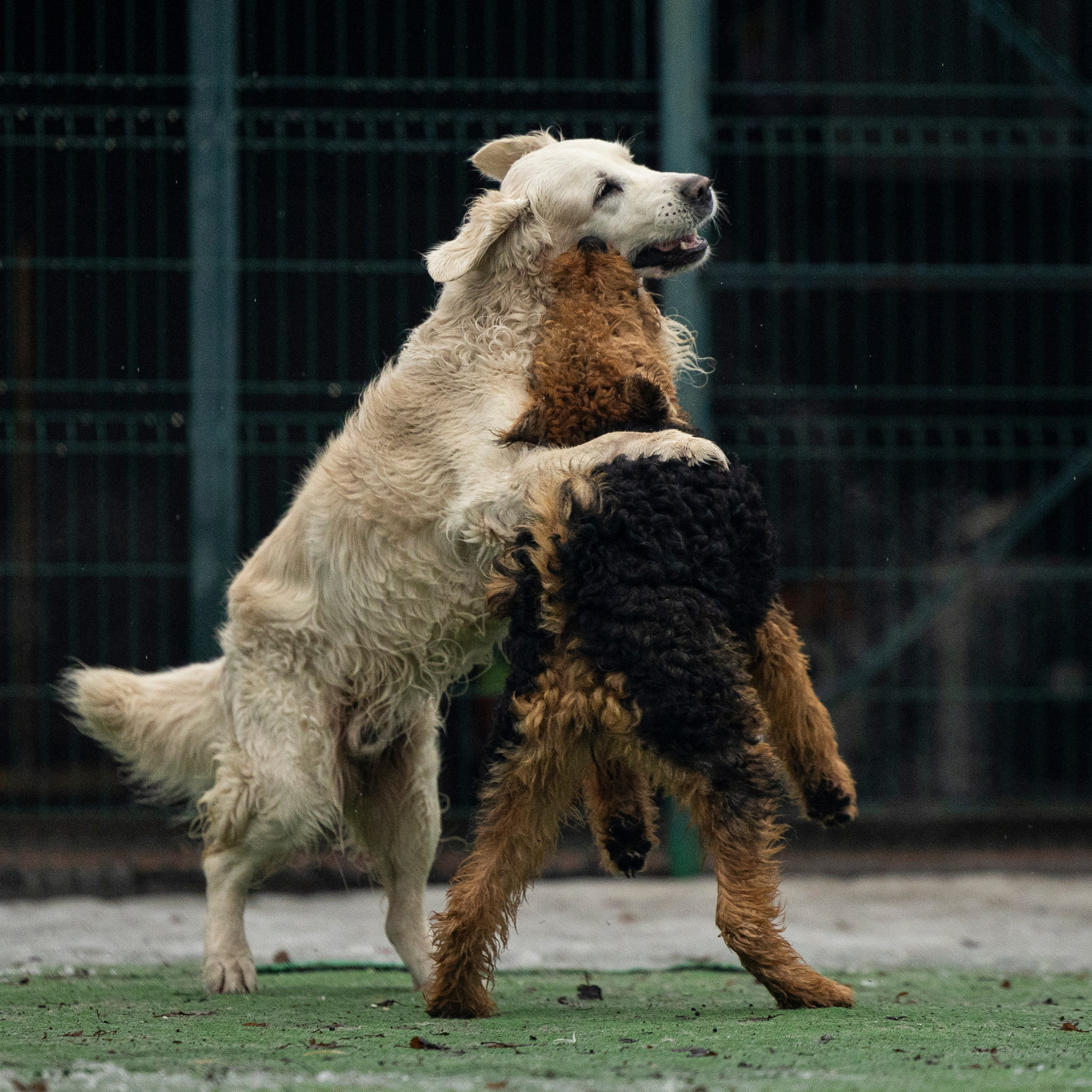 Отзывы. Фотограф-анималист Анна Маринич