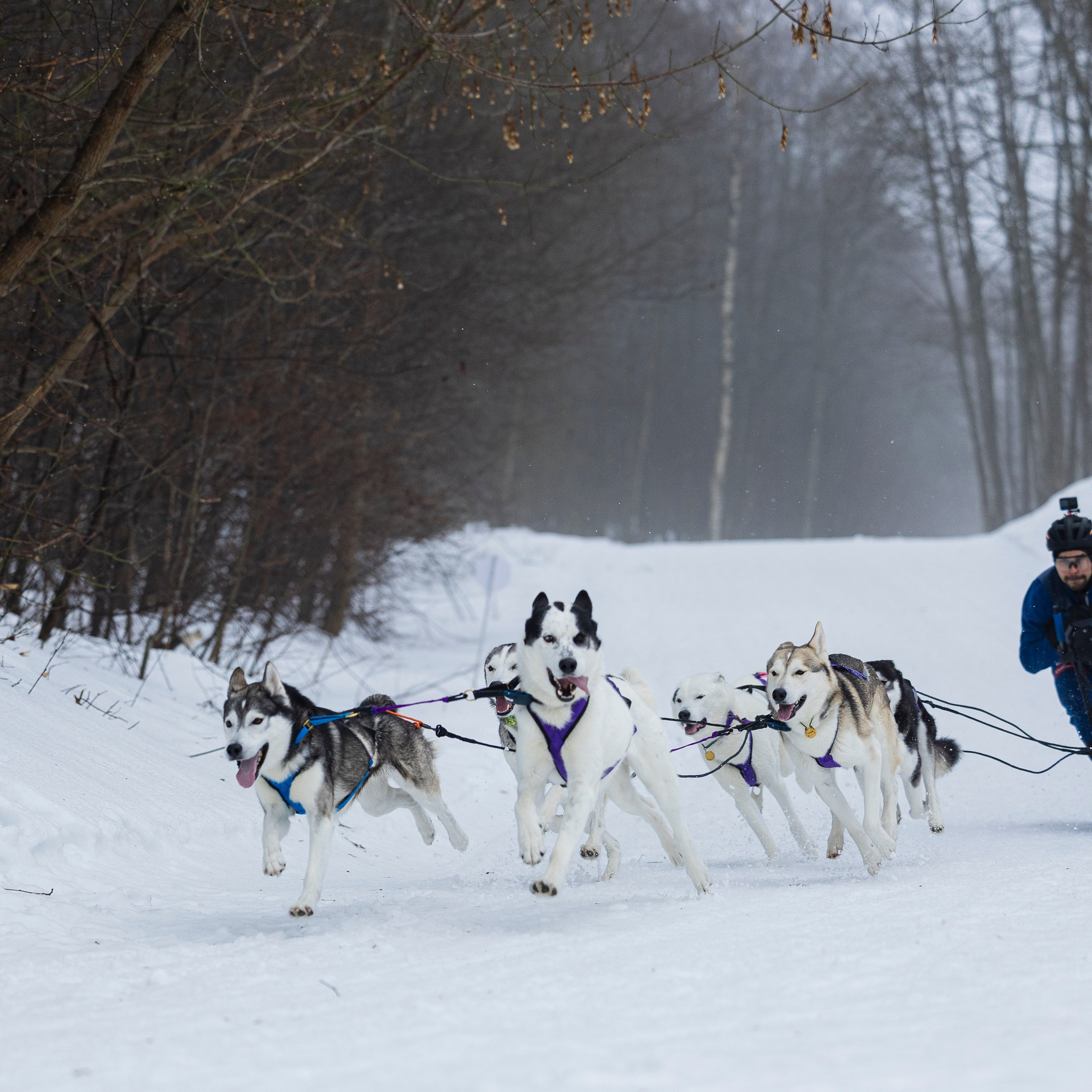 Зимний Чемпионат Санкт-Петербурга по ездовому спорту