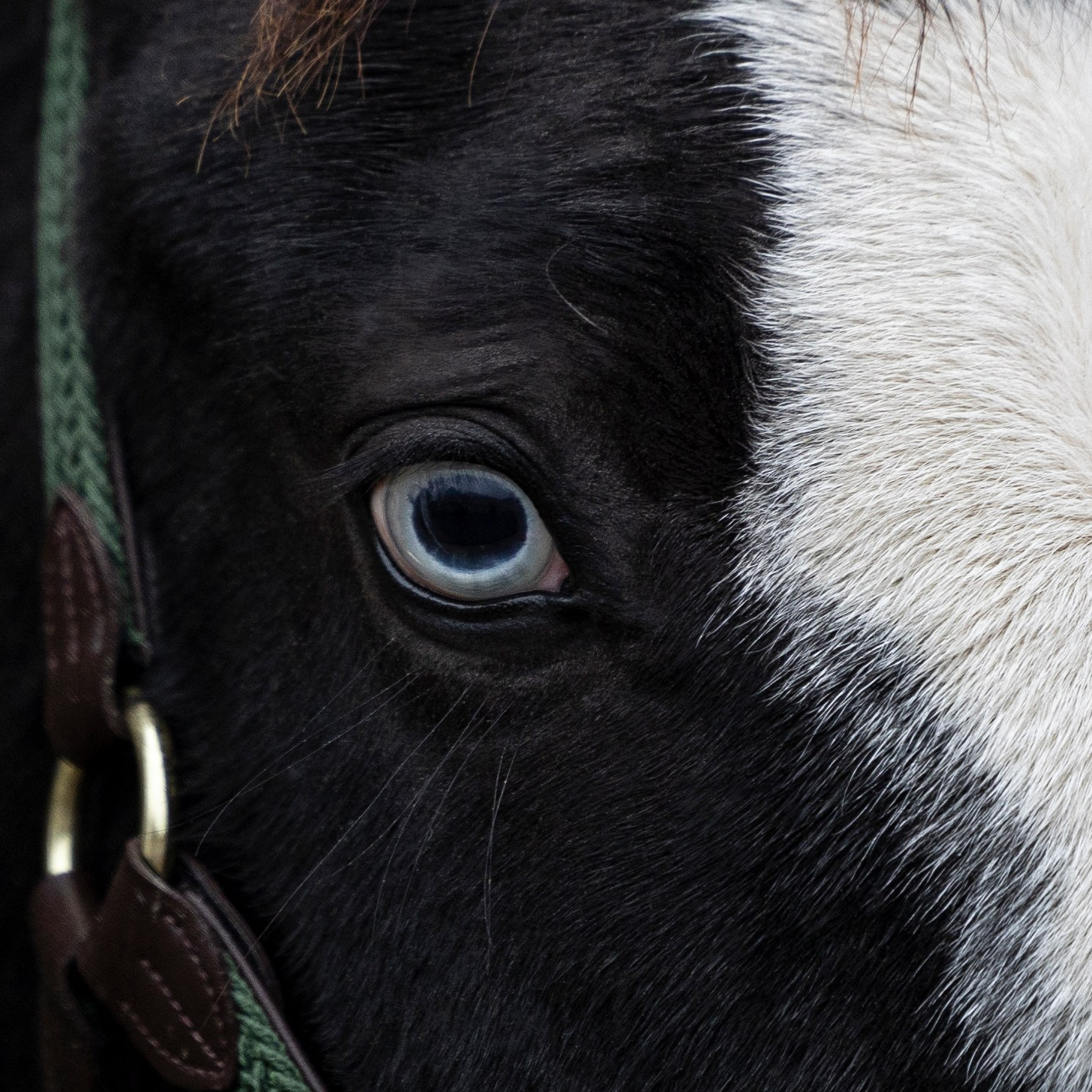 Дракарис и Кейси