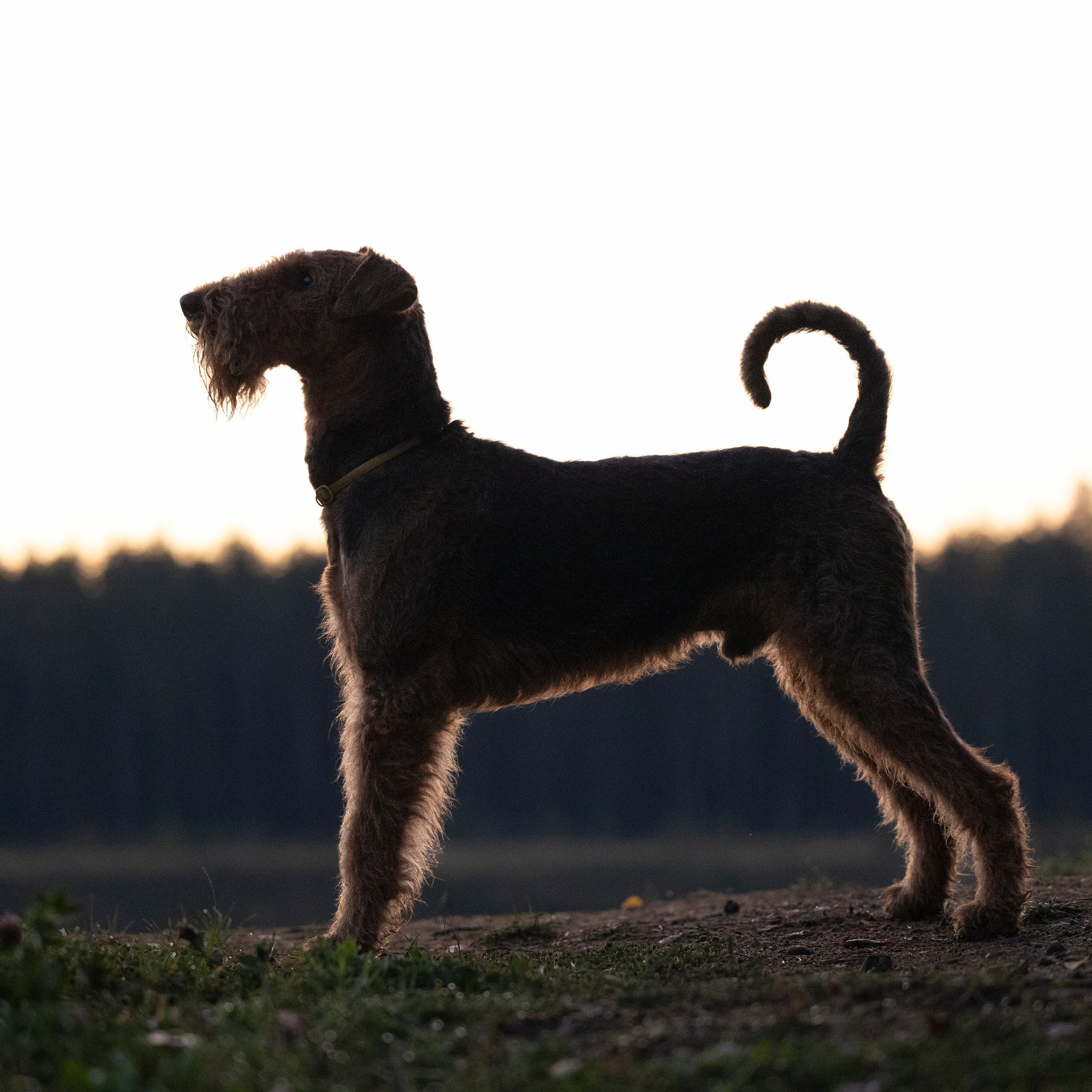 Отзывы. Фотограф-анималист Анна Маринич