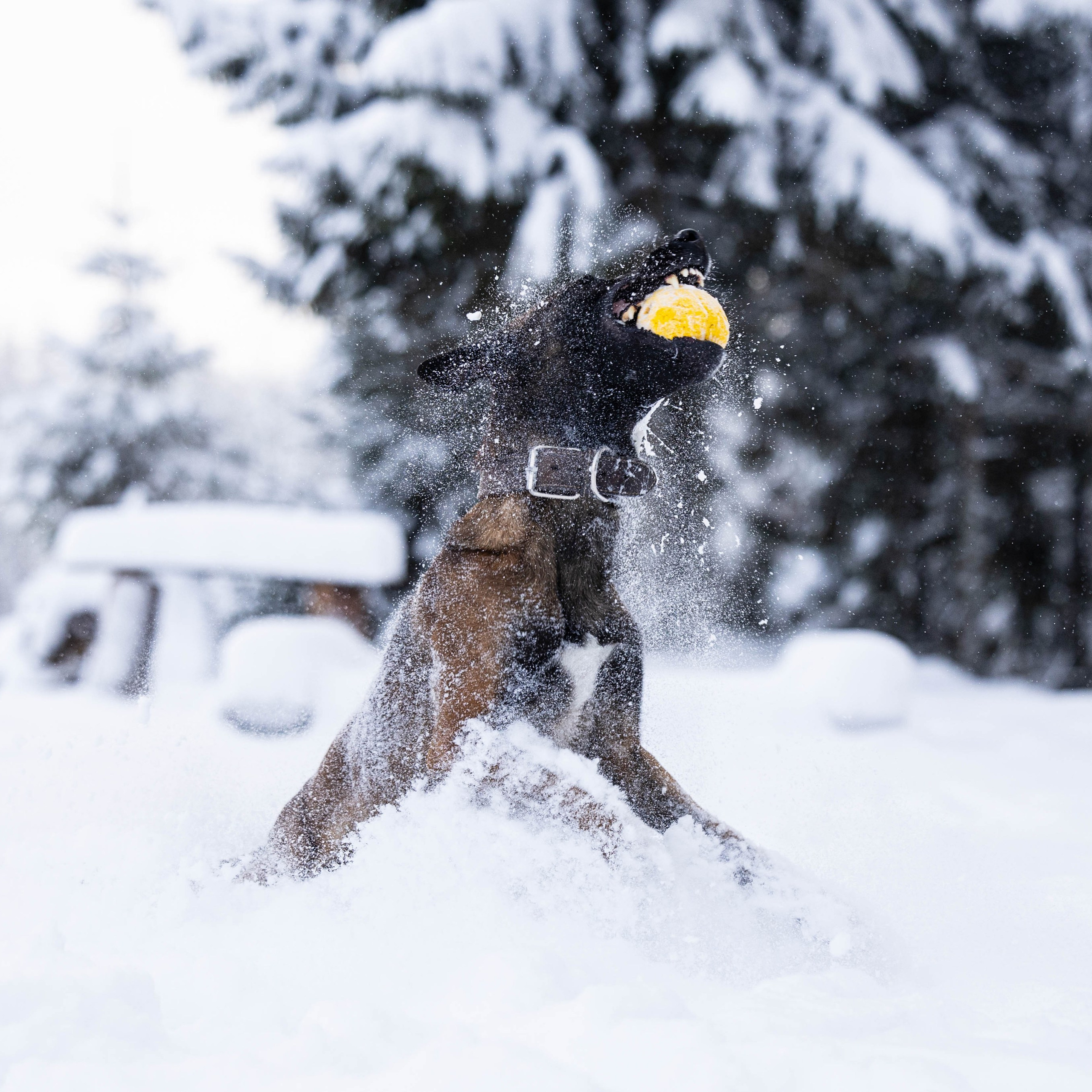 Отзывы. Фотограф-анималист Анна Маринич
