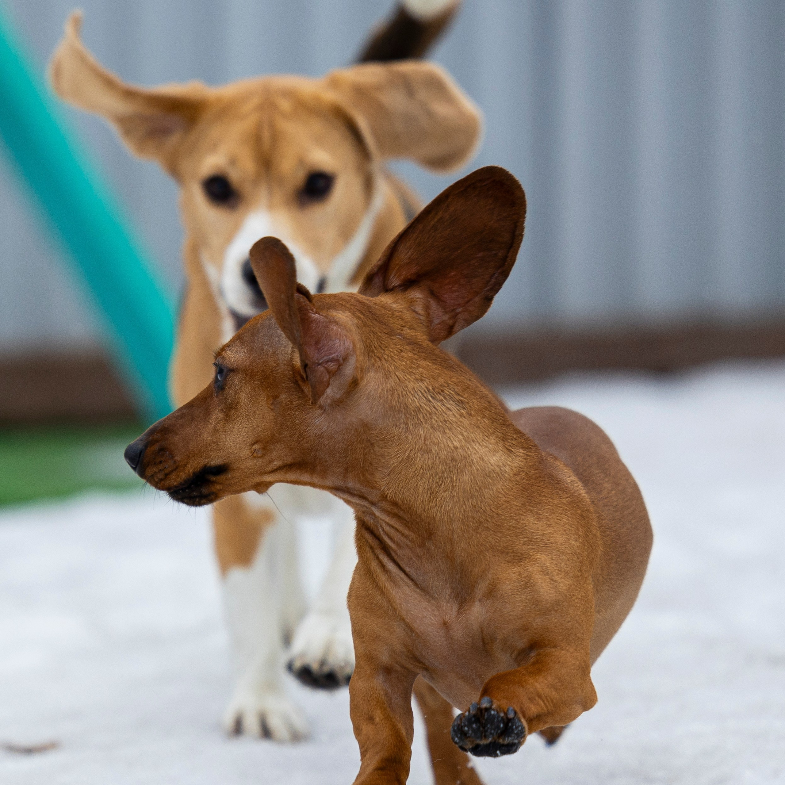Отзывы. Фотограф-анималист Анна Маринич