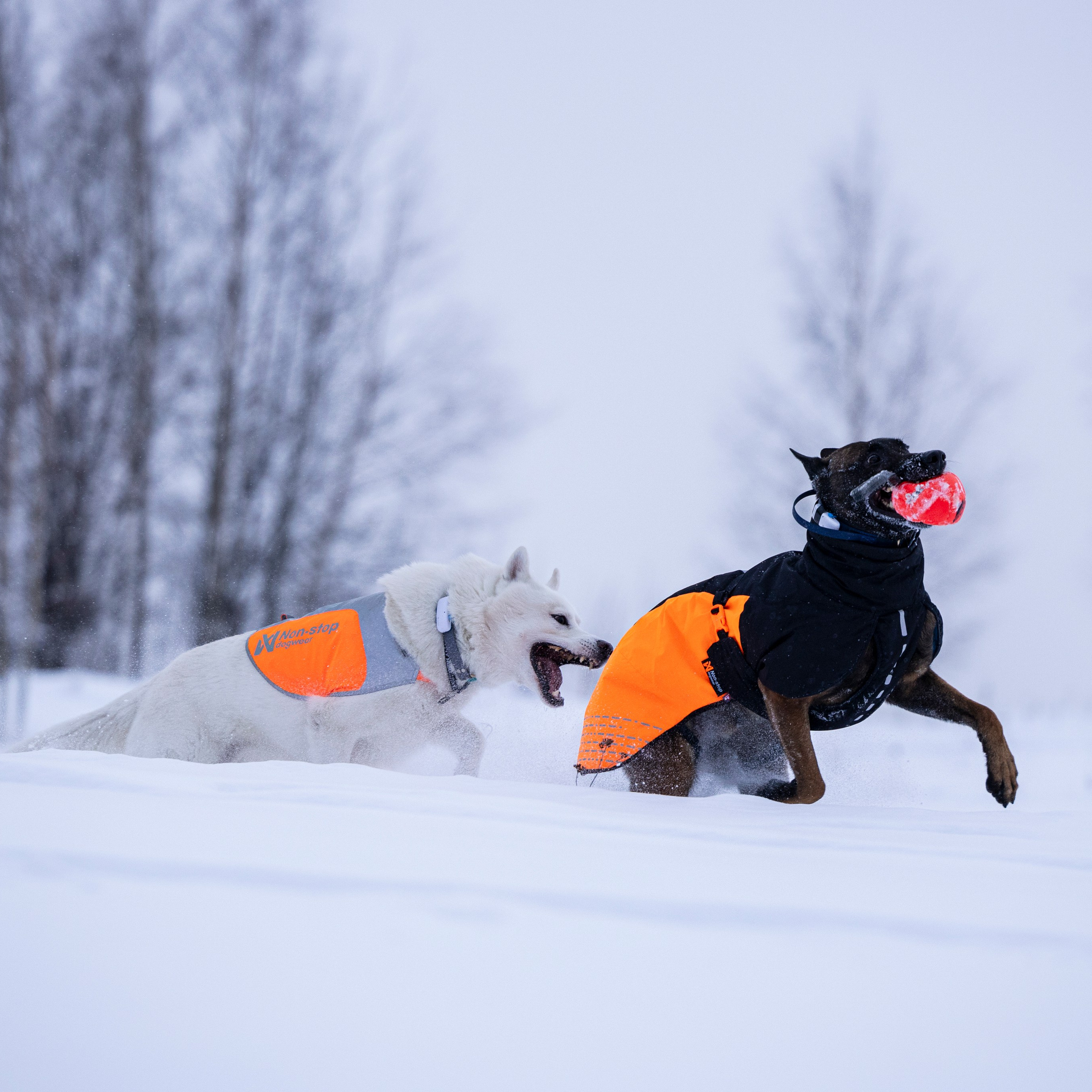 Рики и Гаруда