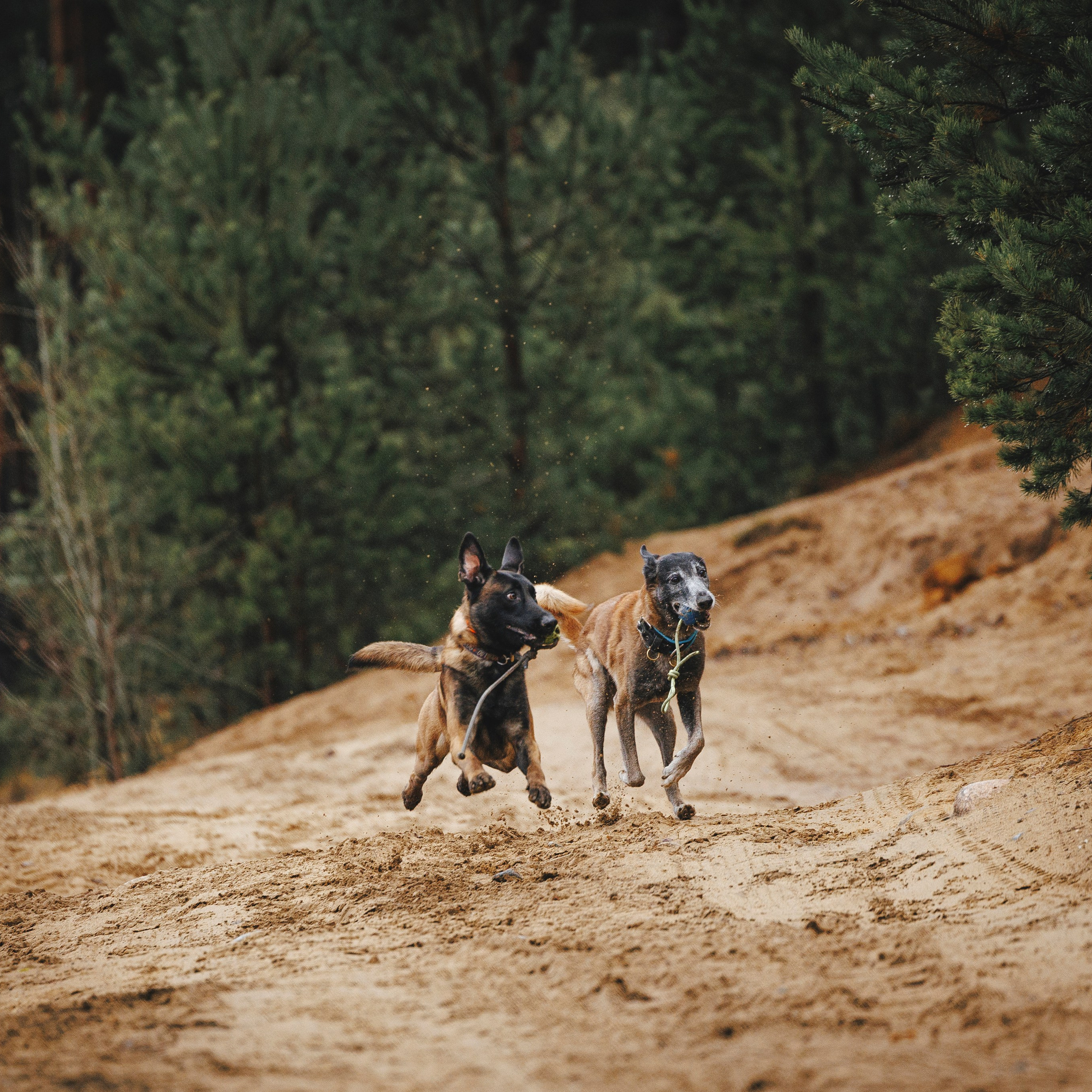 Омен, Айс и Рицу