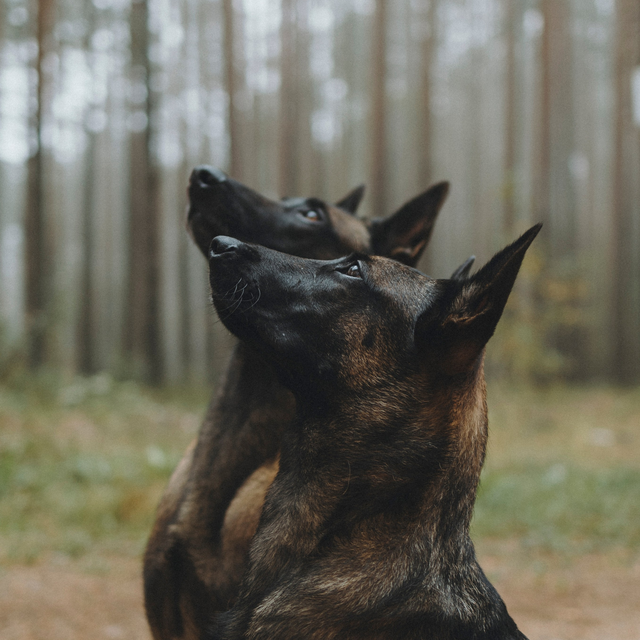 Фотограф-анималист Анна Маринич