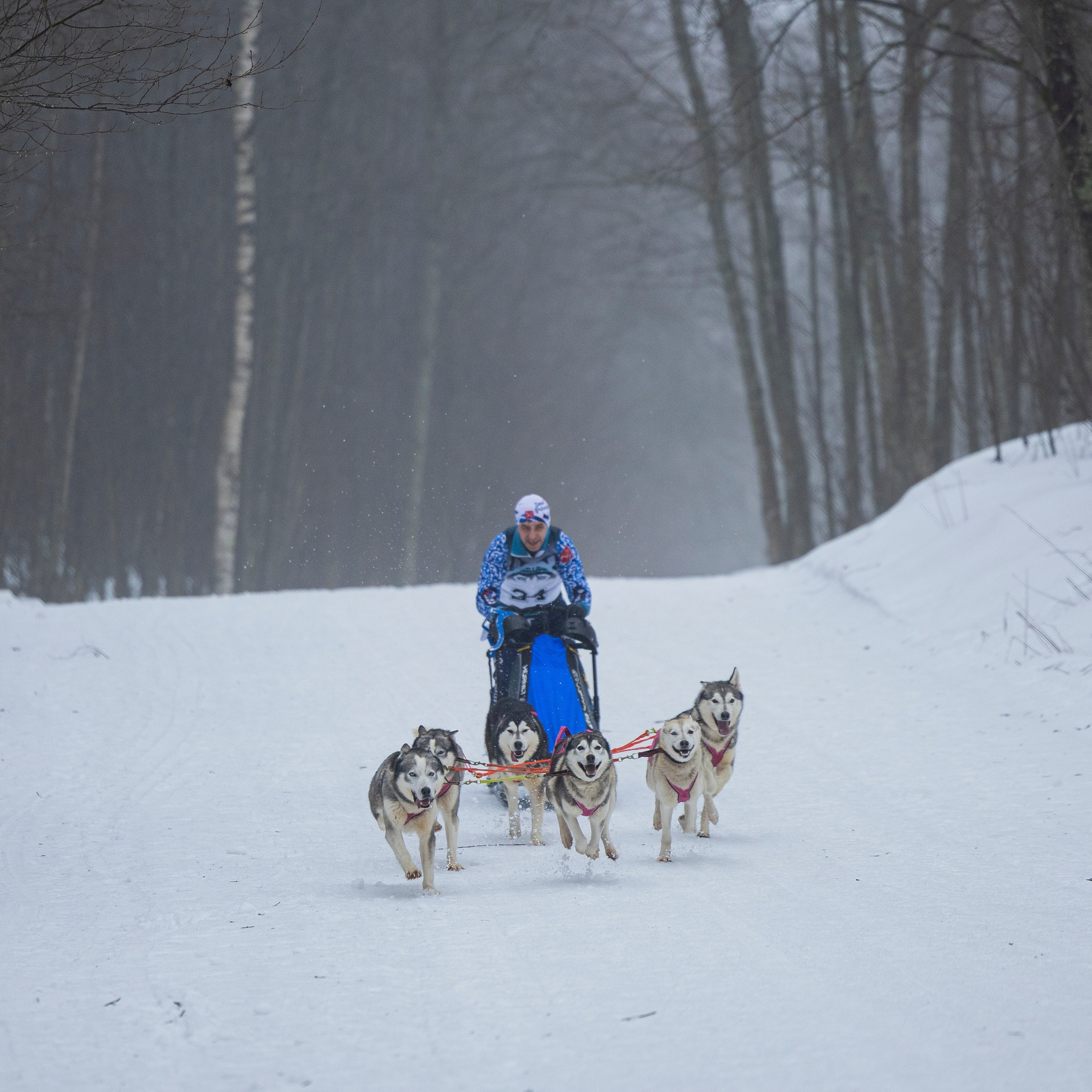 Отзывы. Фотограф-анималист Анна Маринич