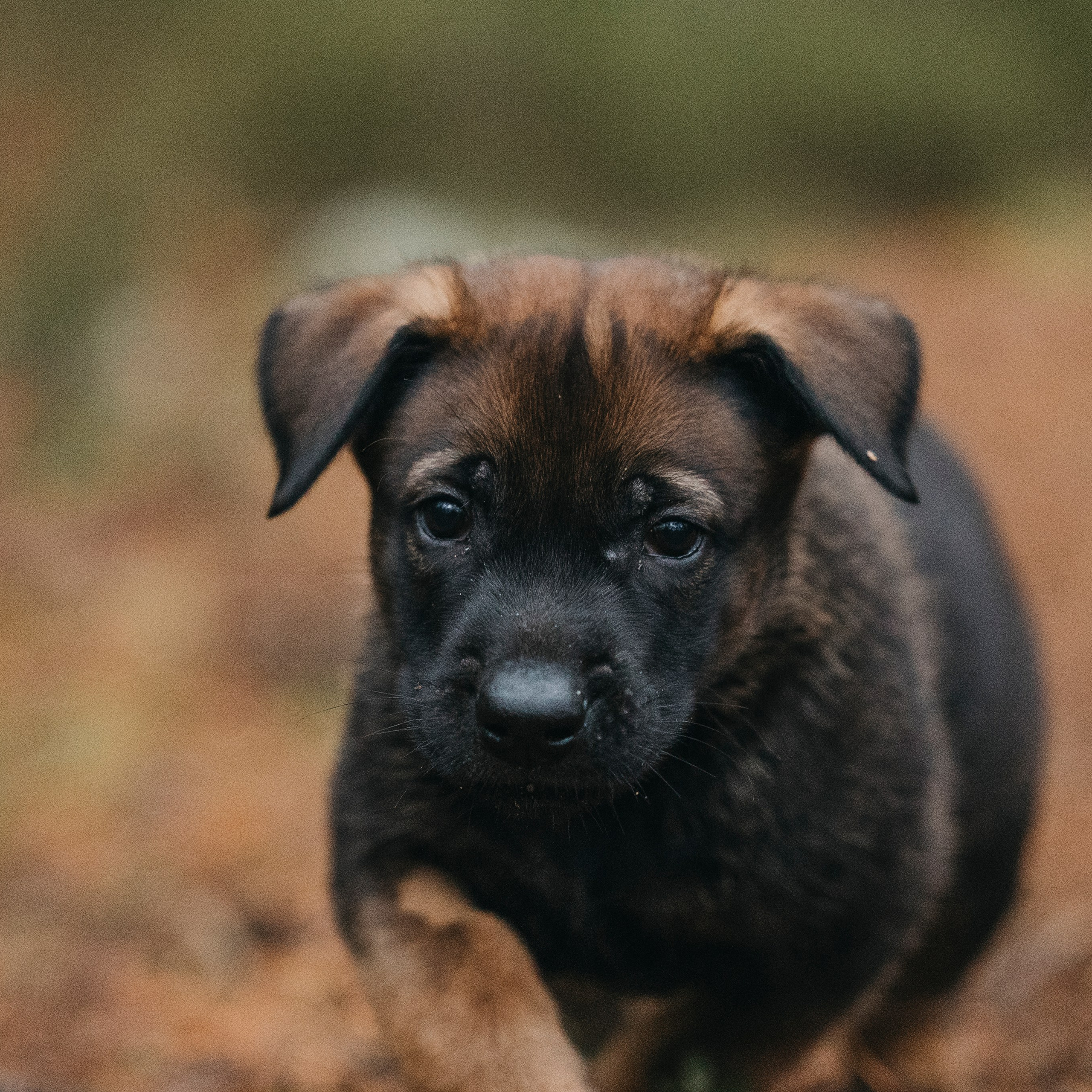 Фотограф-анималист Анна Маринич
