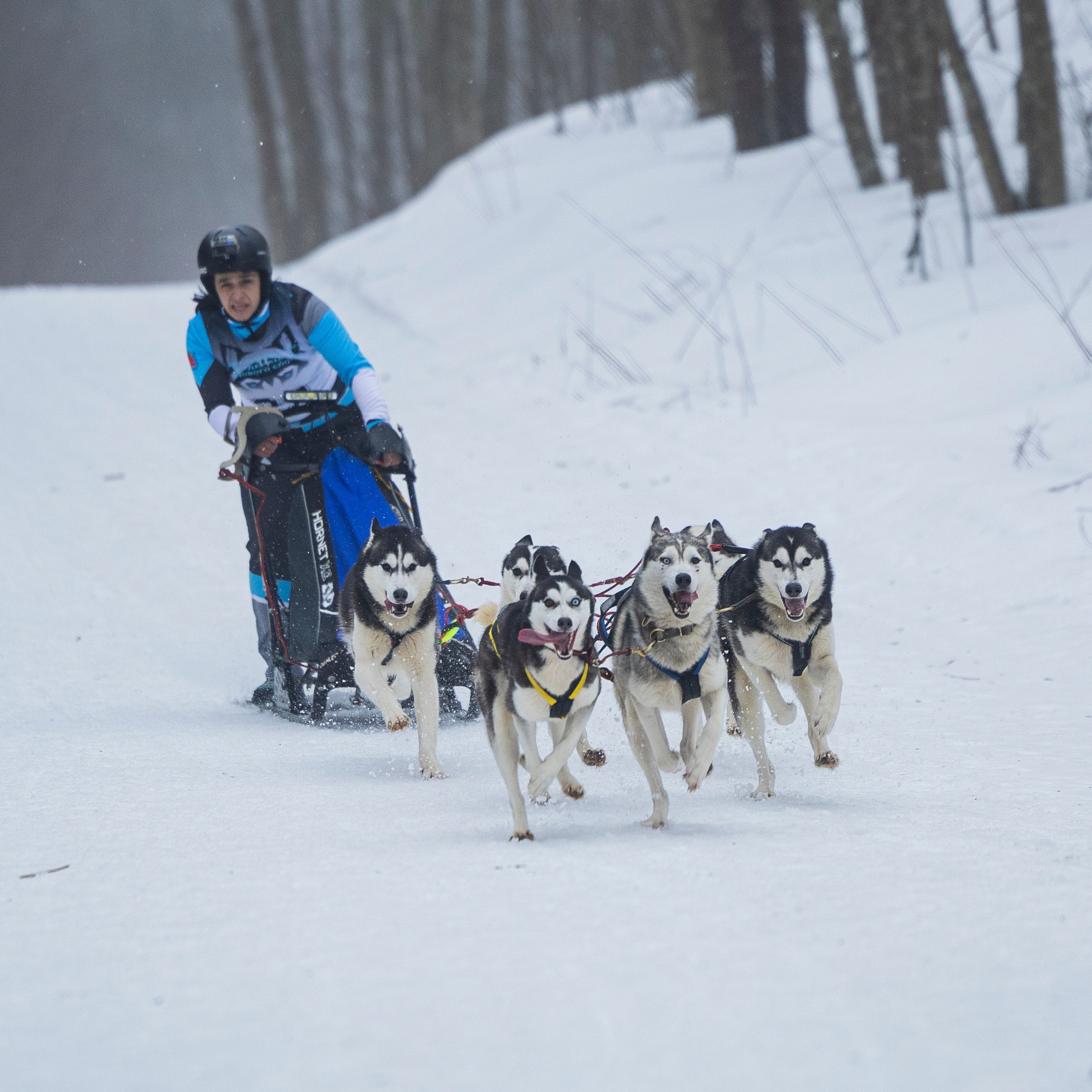 Отзывы. Фотограф-анималист Анна Маринич