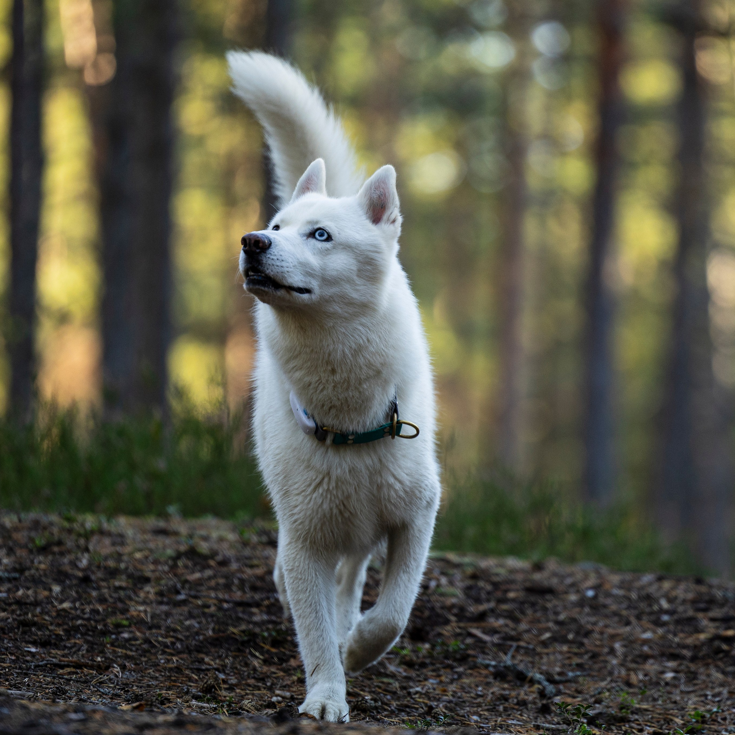 Гаруда и Рейн