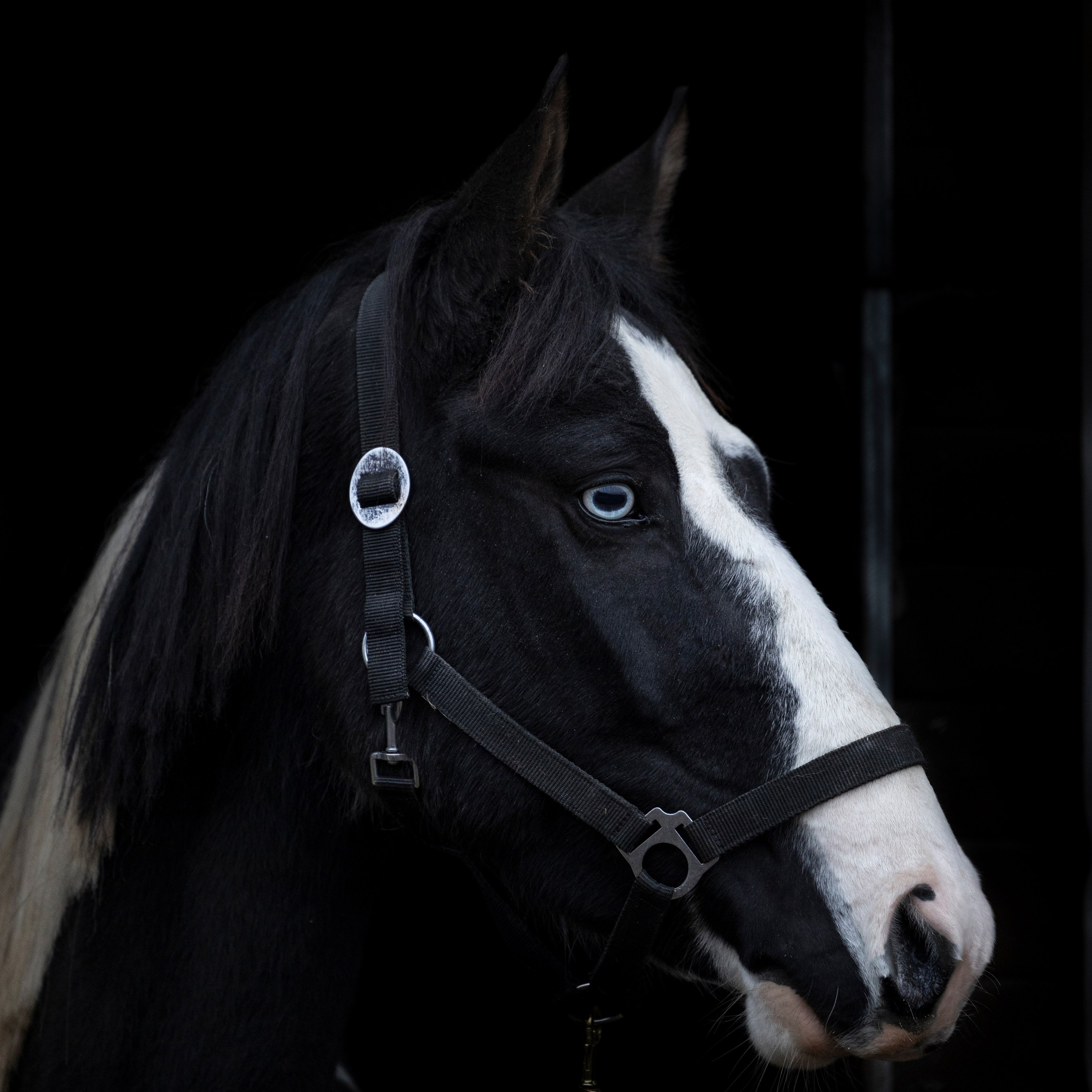 Фотограф-анималист Анна Маринич