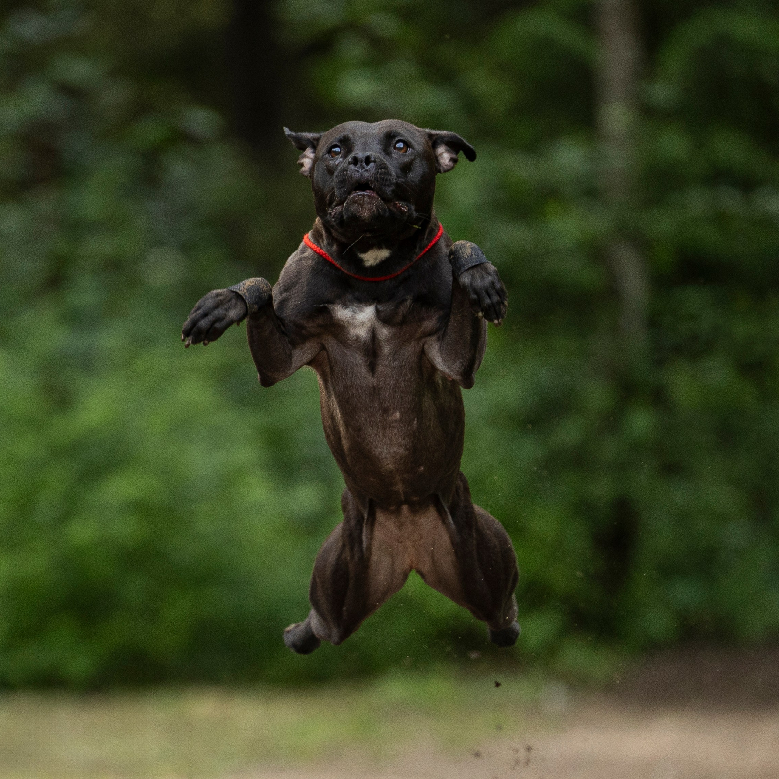 Пит-стафф многоборье